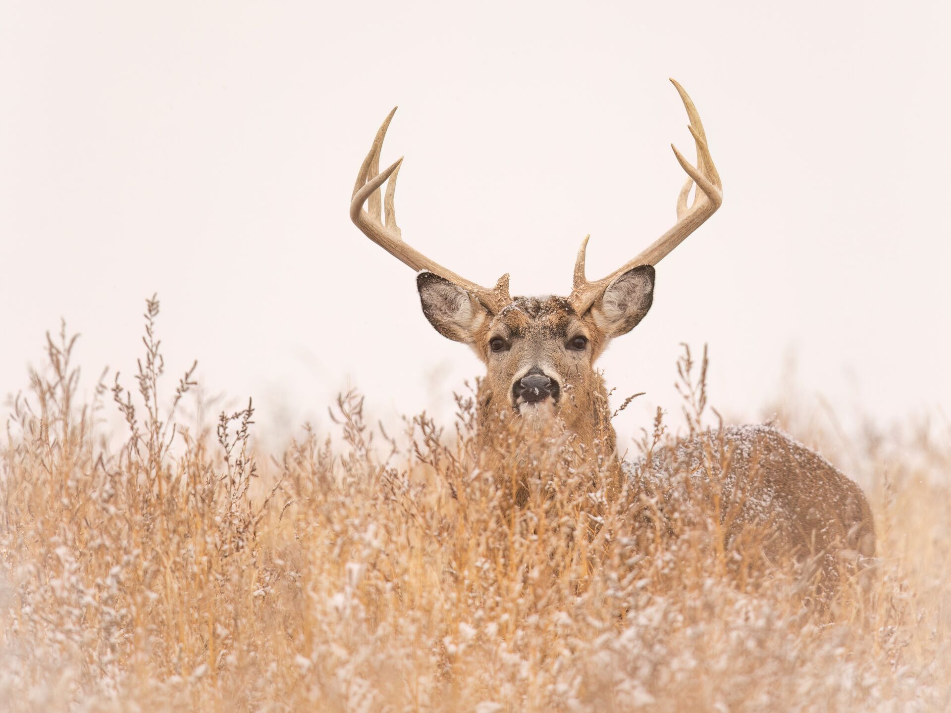 Buck deer in brush and winter weather, late season deer hunting concept.
