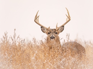 Buck deer in brush and winter weather, late season deer hunting concept.