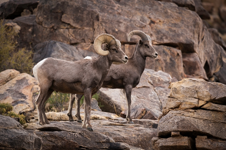 Two big horn sheep on the rocks, hunting with partners concept. 