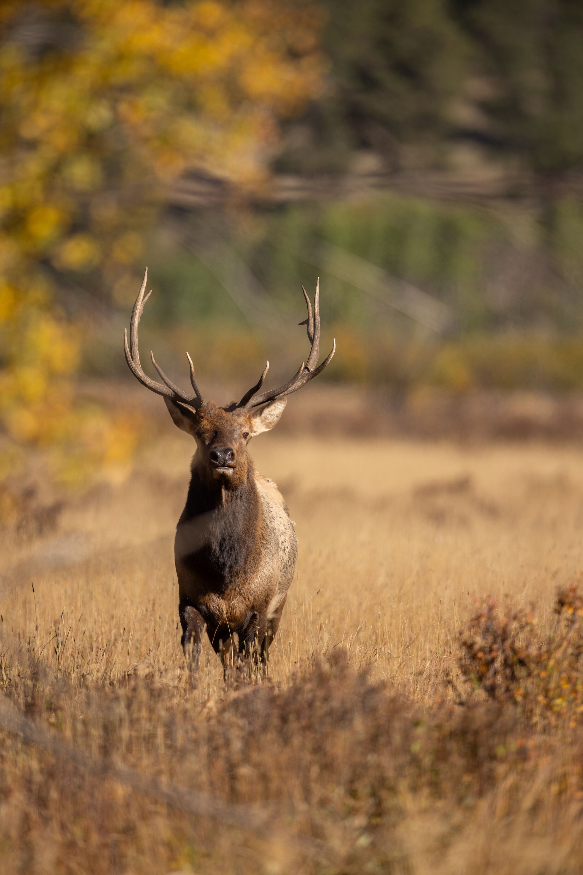 Bull elk in the distance, why are hunting regulations passed concept. 
