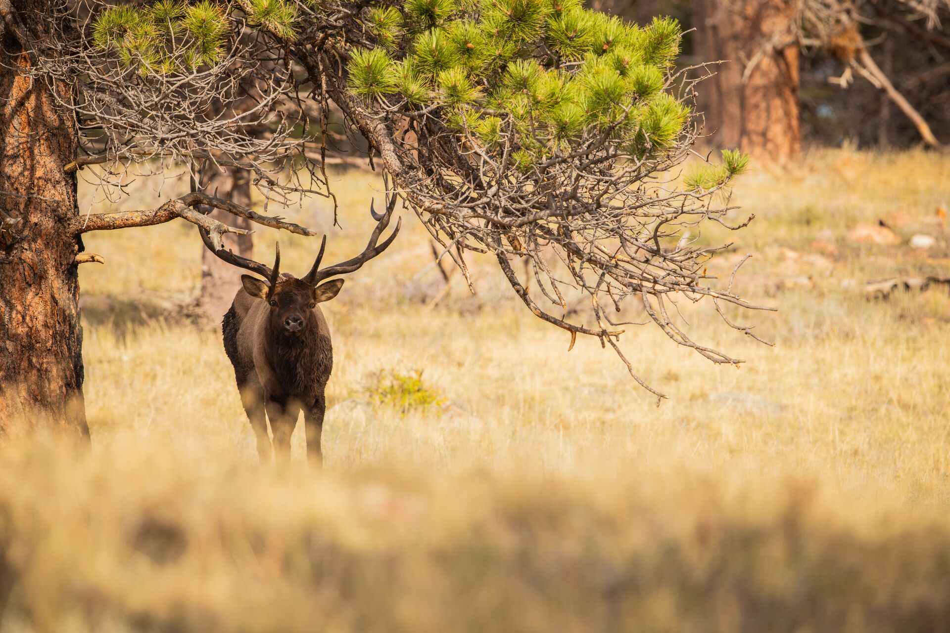 Bull elk under tree, what is an elk draw concept. 