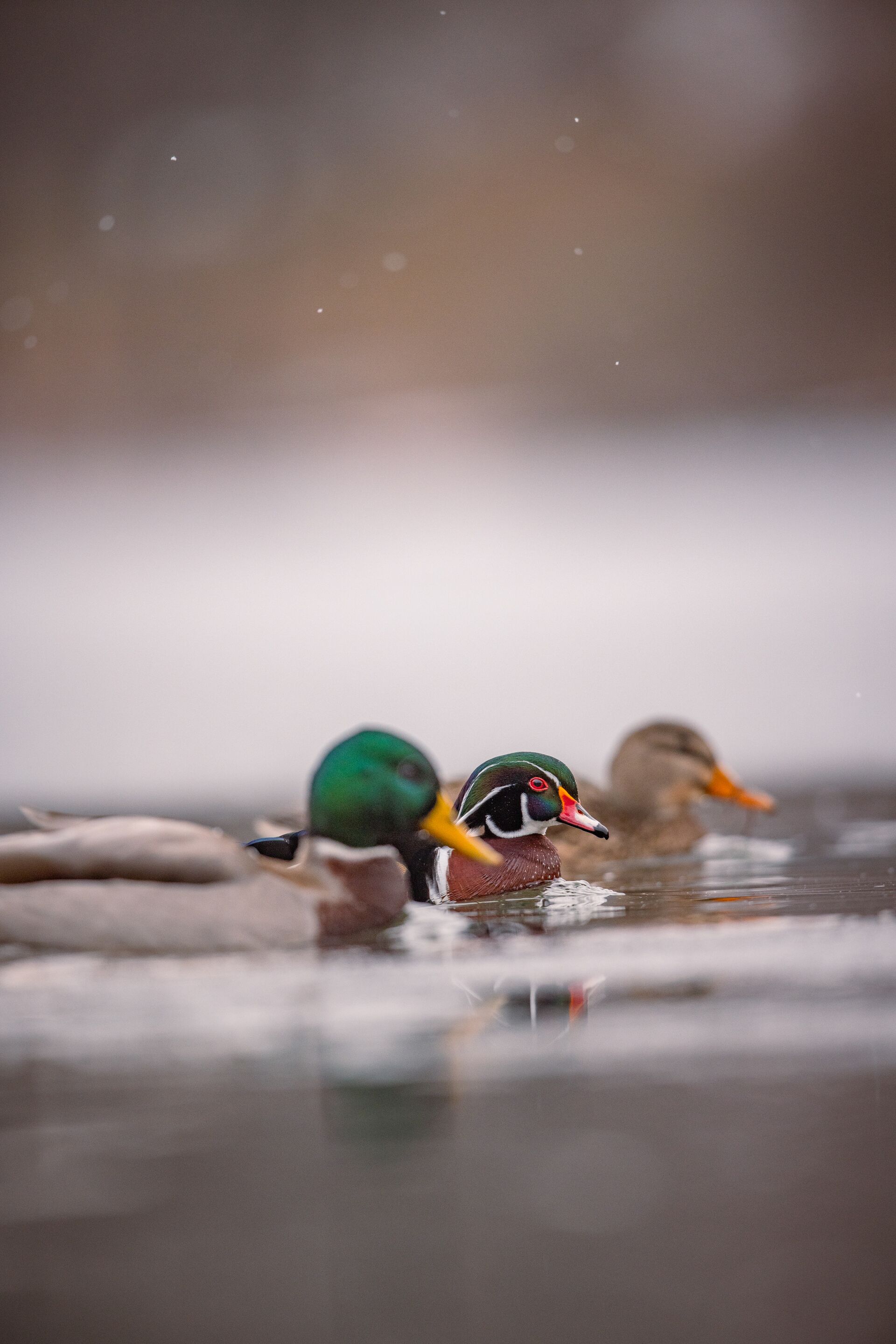 Three ducks close-up, late season duck hunting concept, Zack McQueen photography.