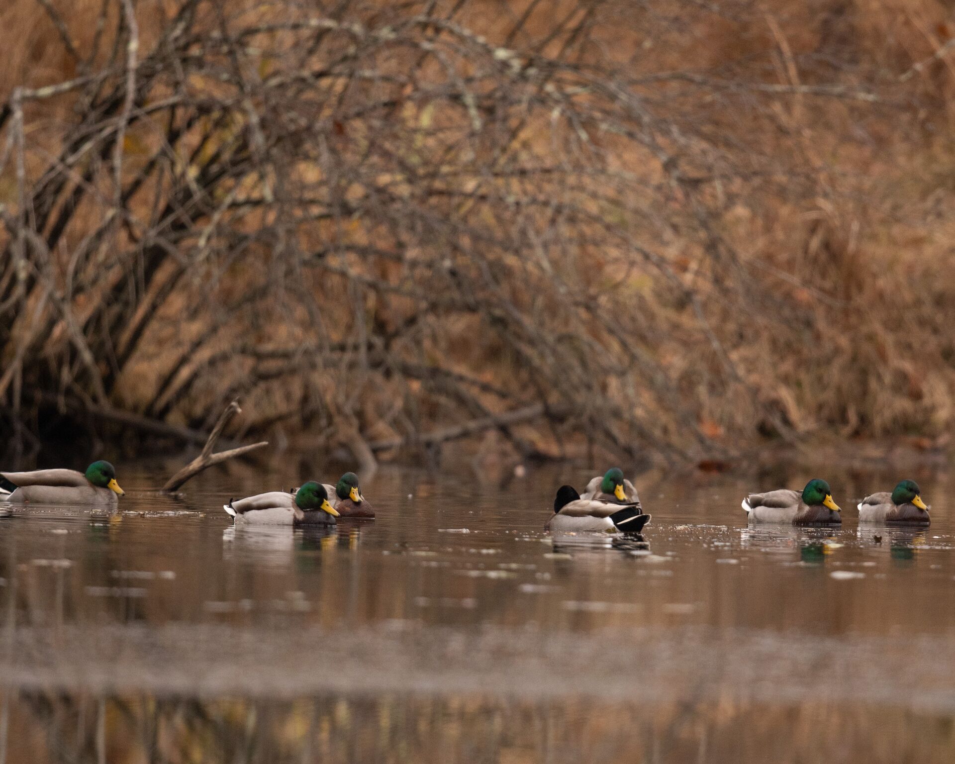 Mallard ducks on the water.