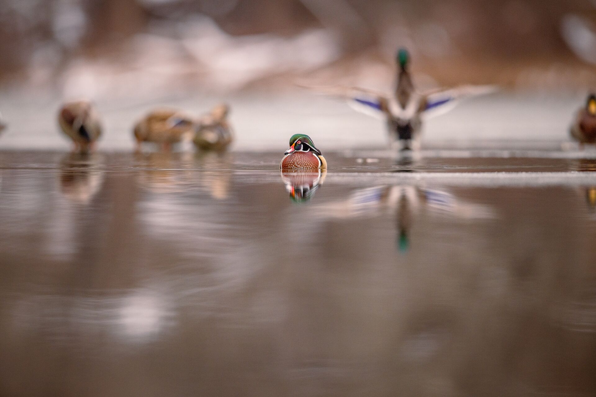 Several ducks in a row on water, winter duck hunting concept.