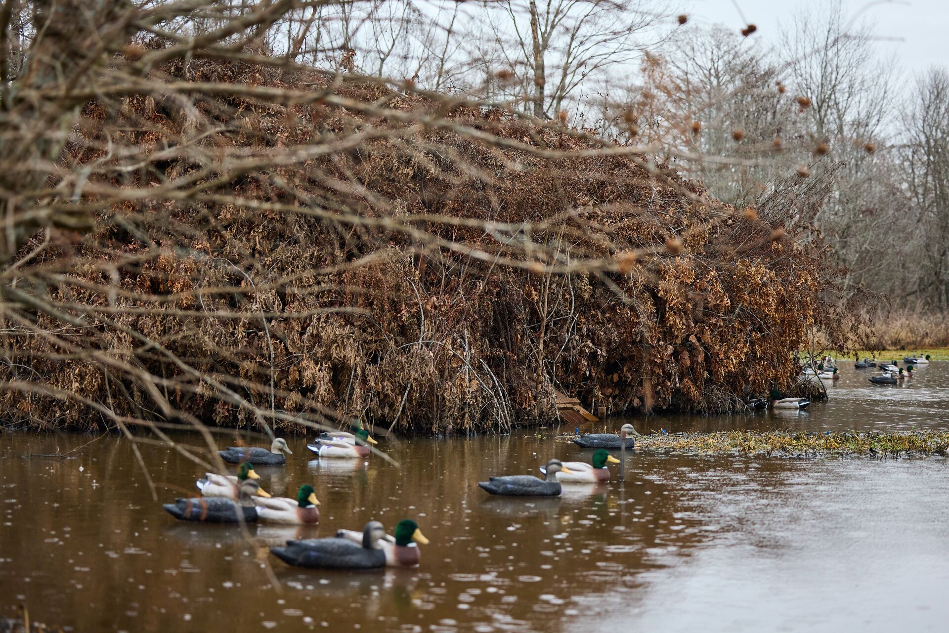 Duck decoys near hunting blind, late season duck decoy spreads concept.