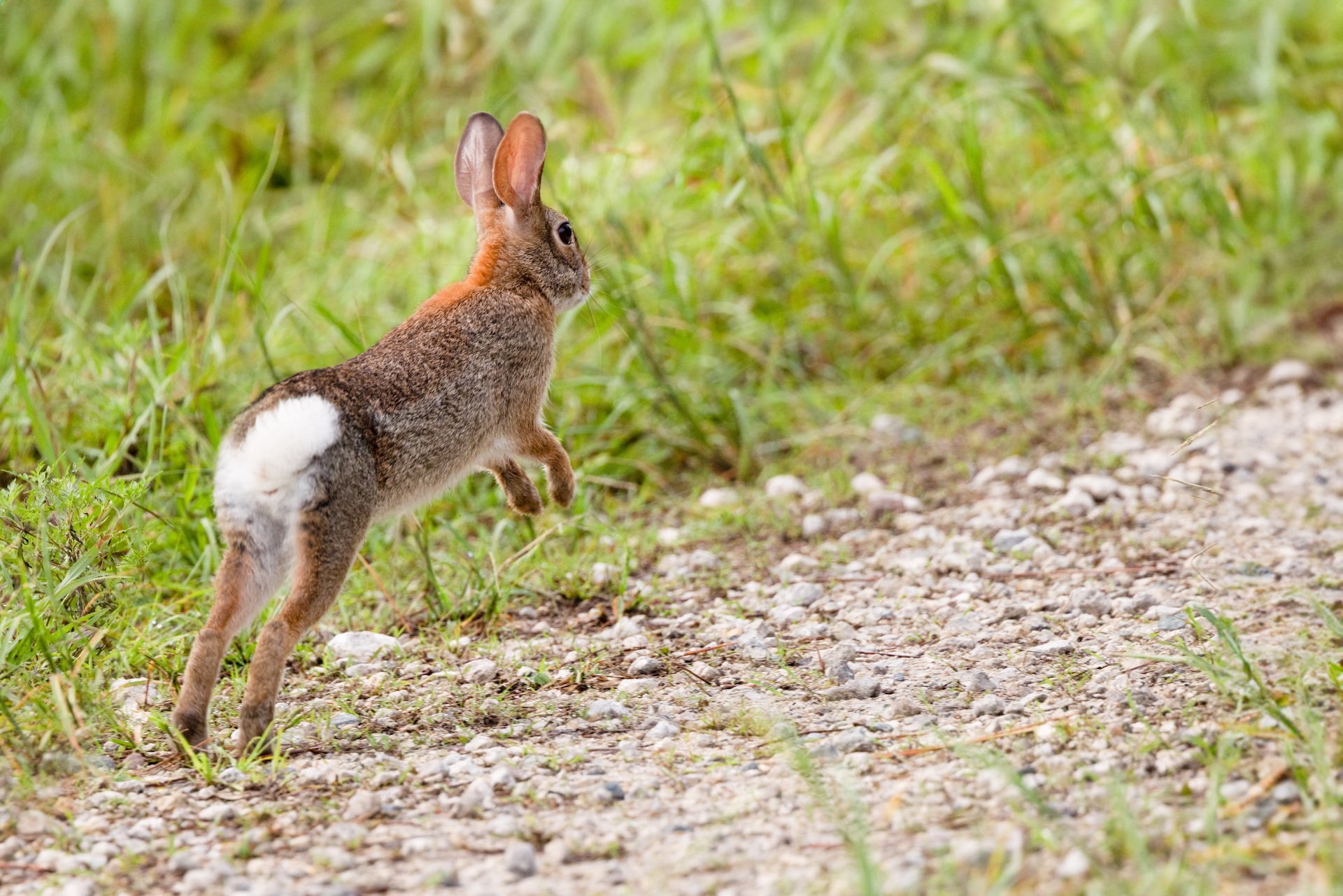 Rabbit hops along path, Tennessee rabbit hunting season concept. 
