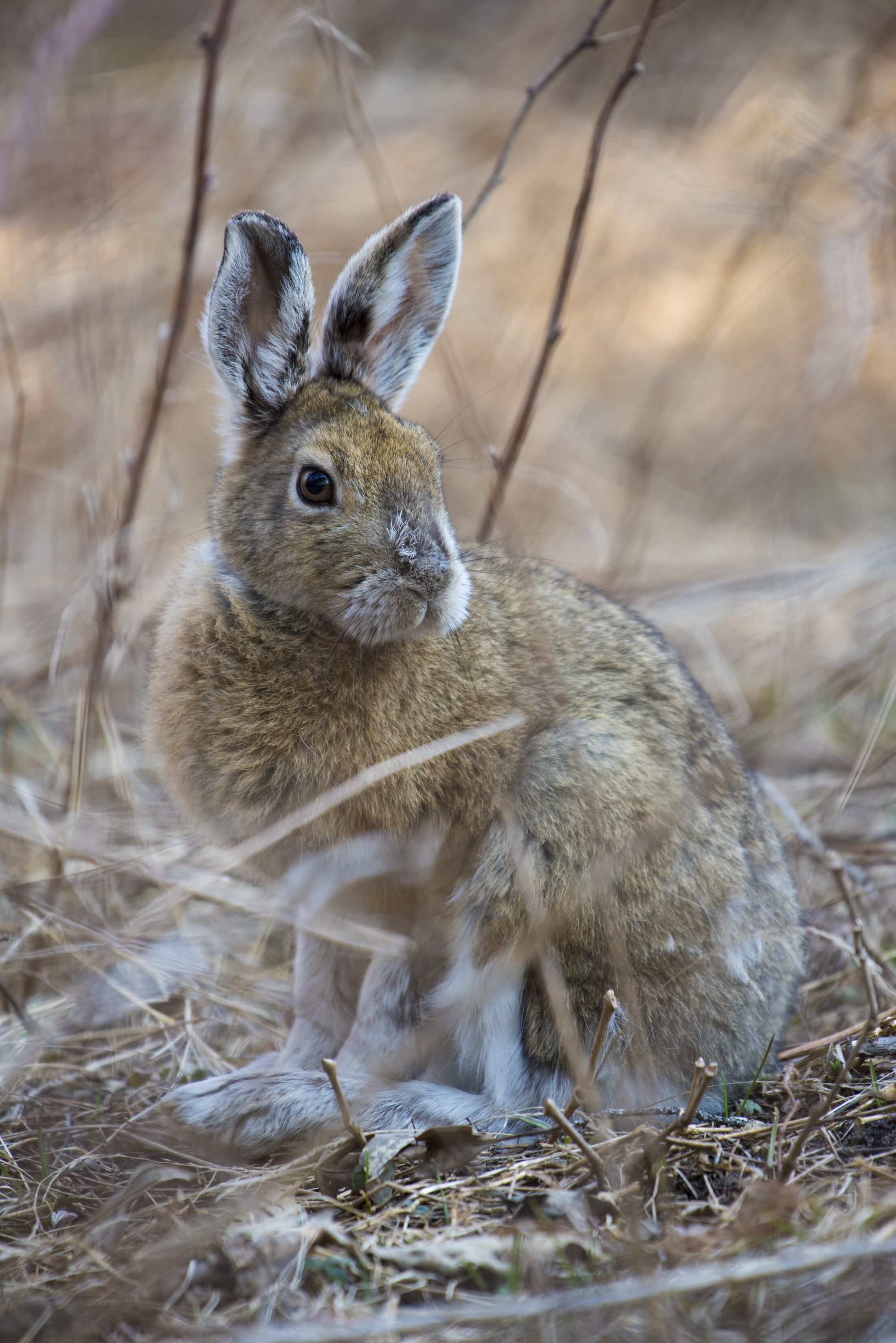 Rabbit sits in the brush. 
