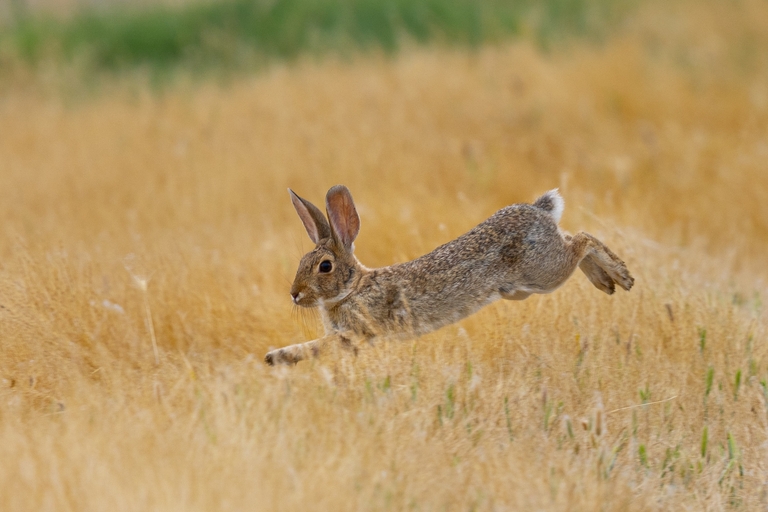 Rabbit runs through the brush, Tennessee hunting season concept.