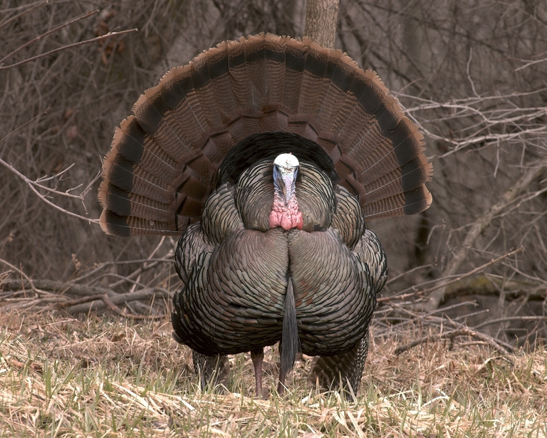 A large turkey in the field, spring turkey hunting concept. 