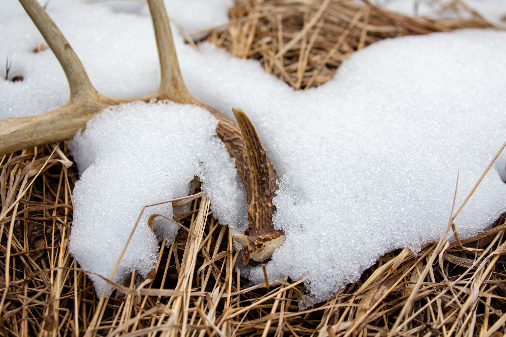 Shed antler on the ground in light snow, do you need a shed hunting permit concept. 