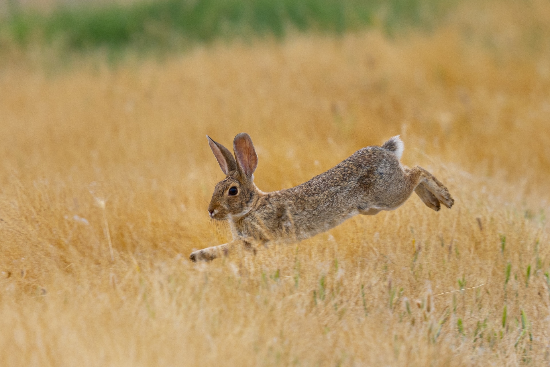 Rabbit runs across the ground, Arizona small game hunting concept.