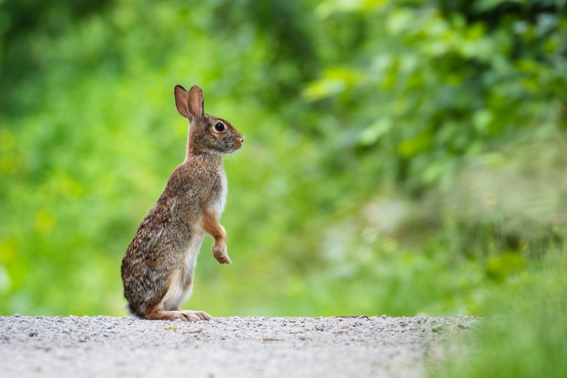 Rabbit Hunting Arizon (a How-To Guide) | Hunter-ed.com™