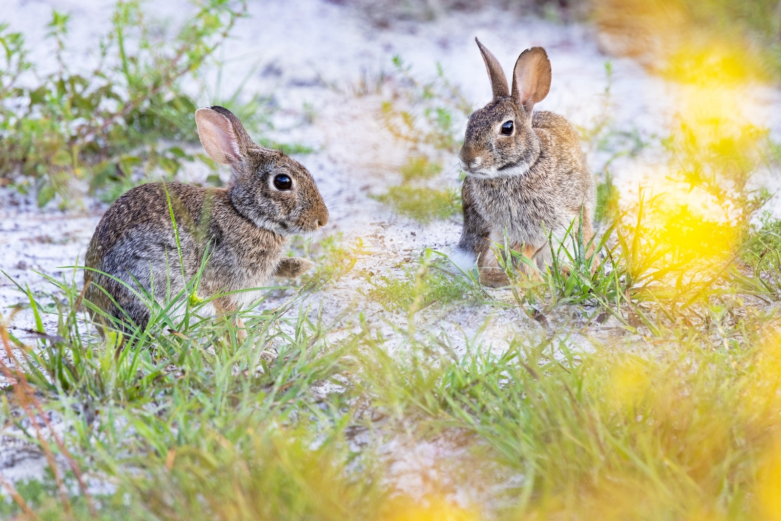 Rabbit Hunting Arizon (a How-To Guide) | Hunter-ed.com™