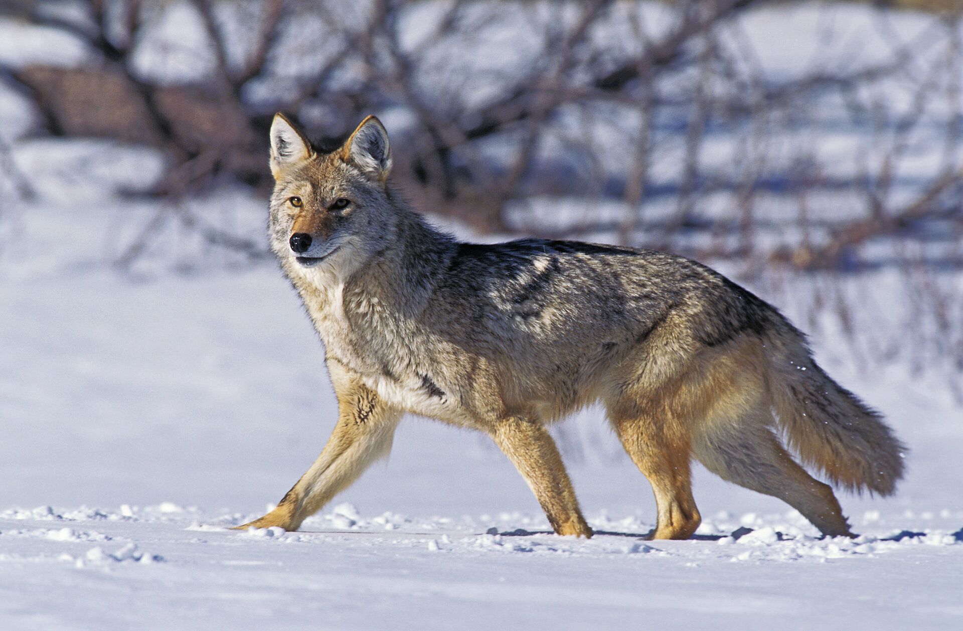 Coyote walking in snow, learn about coyote trapping sets concept. 