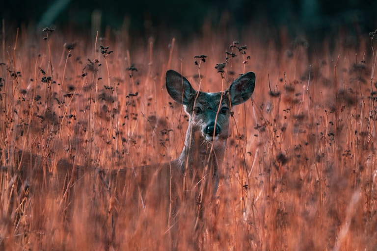 A deer in a field, hunting education prepares you for more hunts concept. 