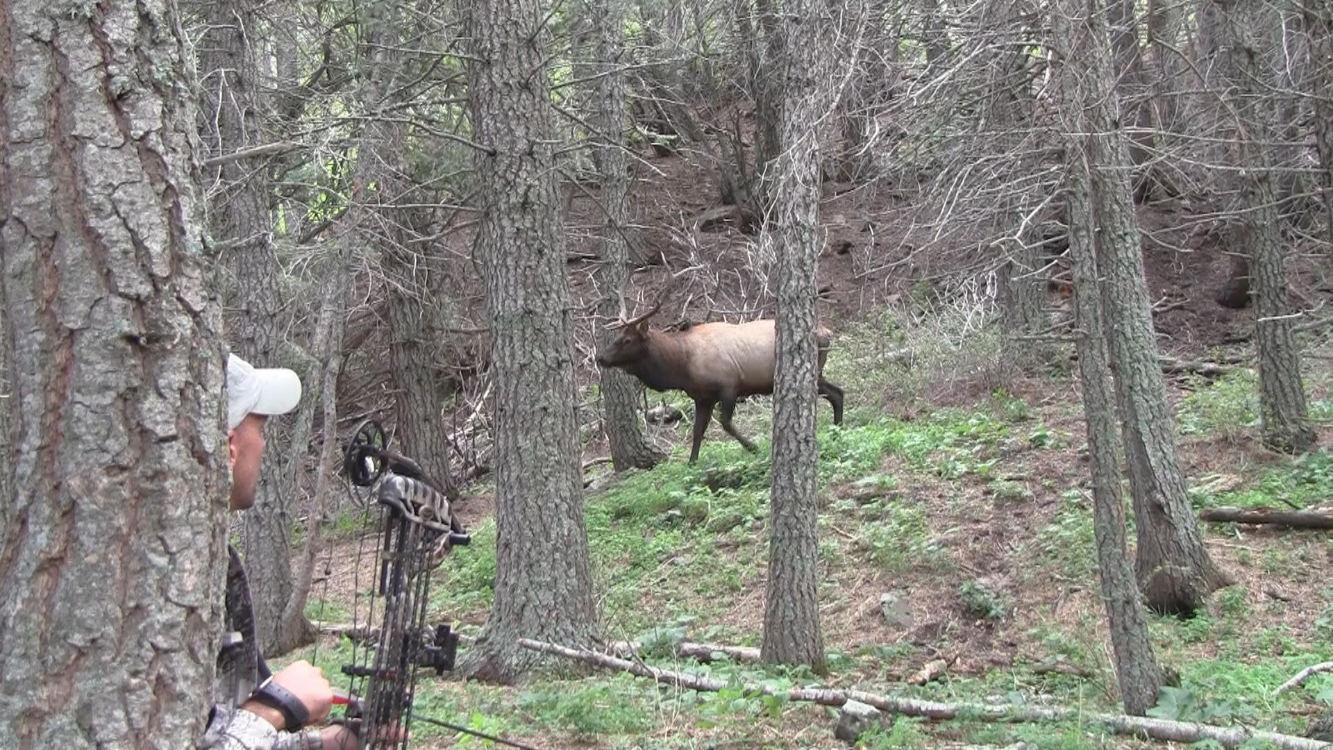 Tips For Diy Elk Hunting Success Hunter Ed Com