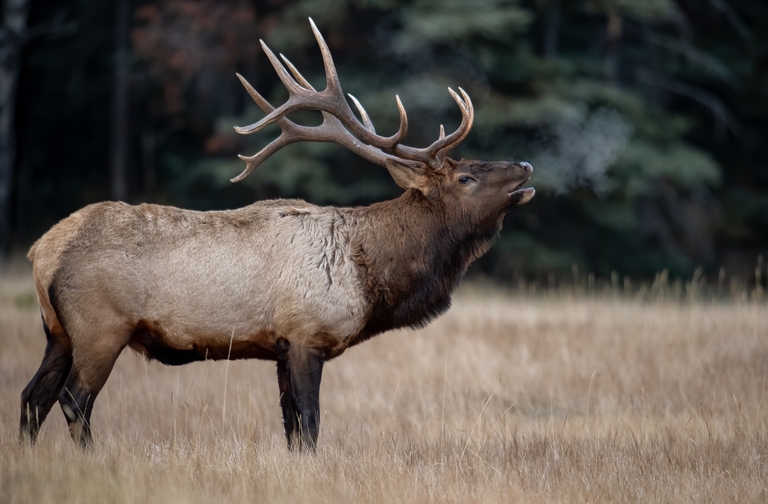 A bull elk in a field, elk hunting concept. 