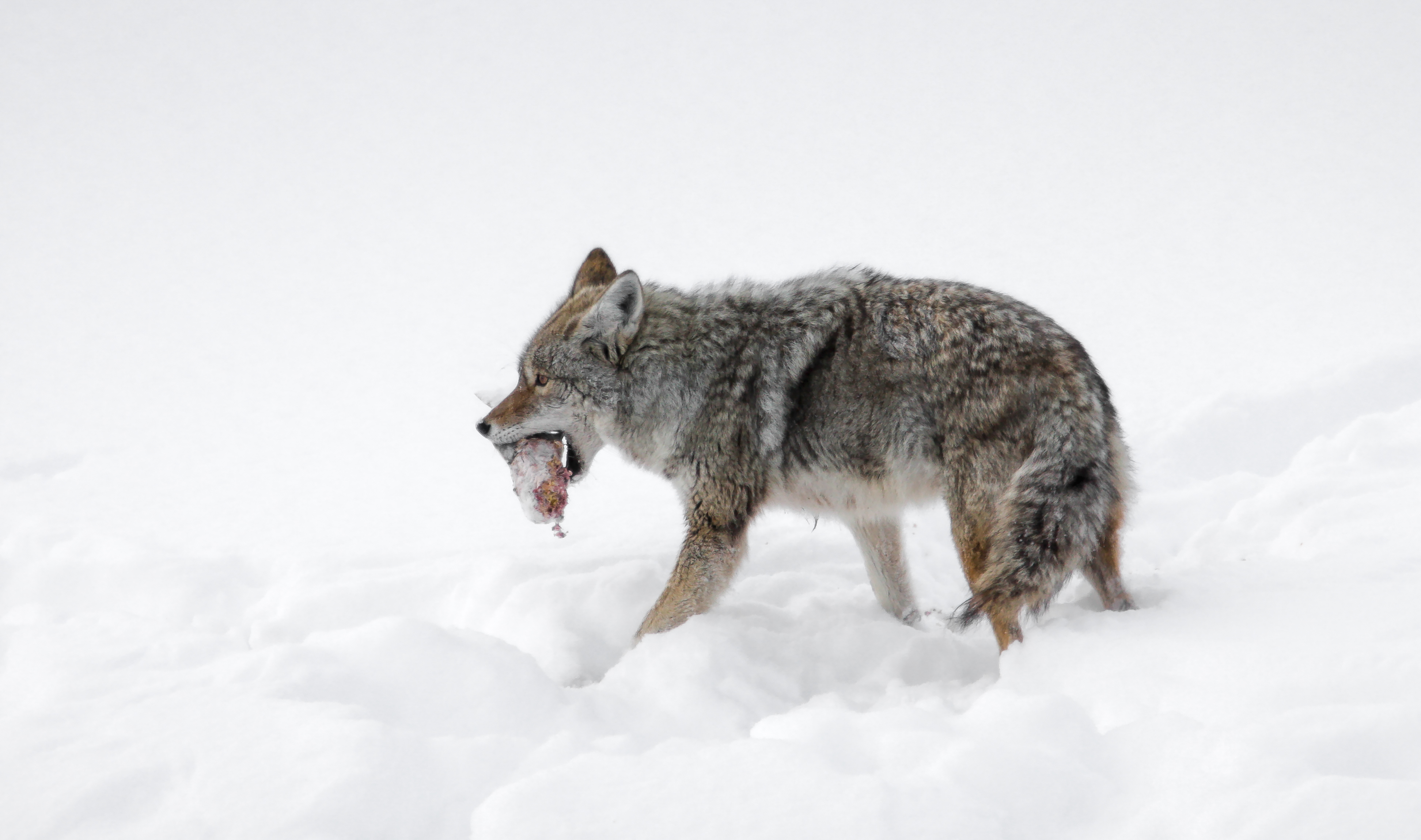 A coyote in the snow with a kill in its mouth, busting myths ant-hunters believe concept. 