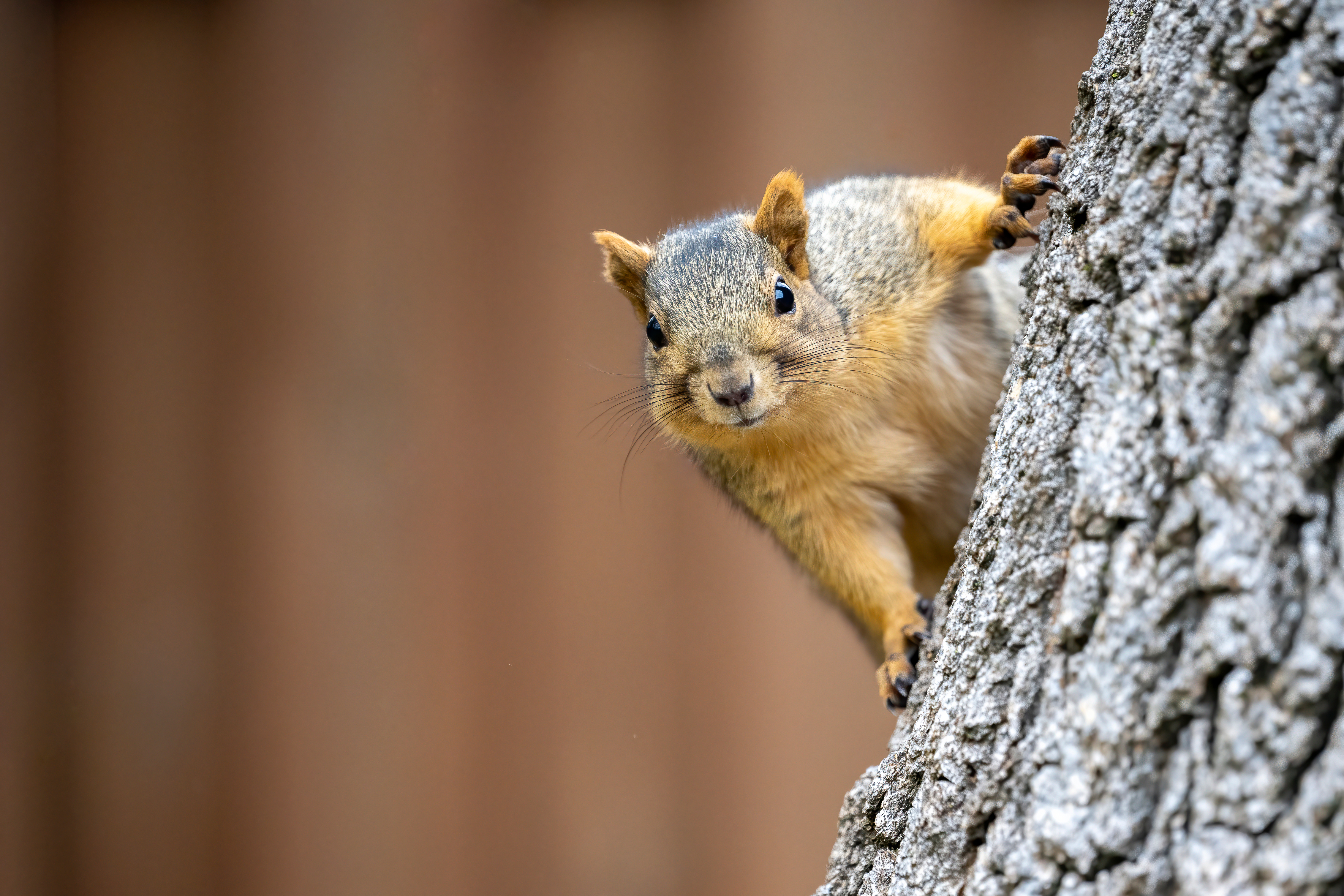 A squirrel in a tree, tree stand safety concept. 