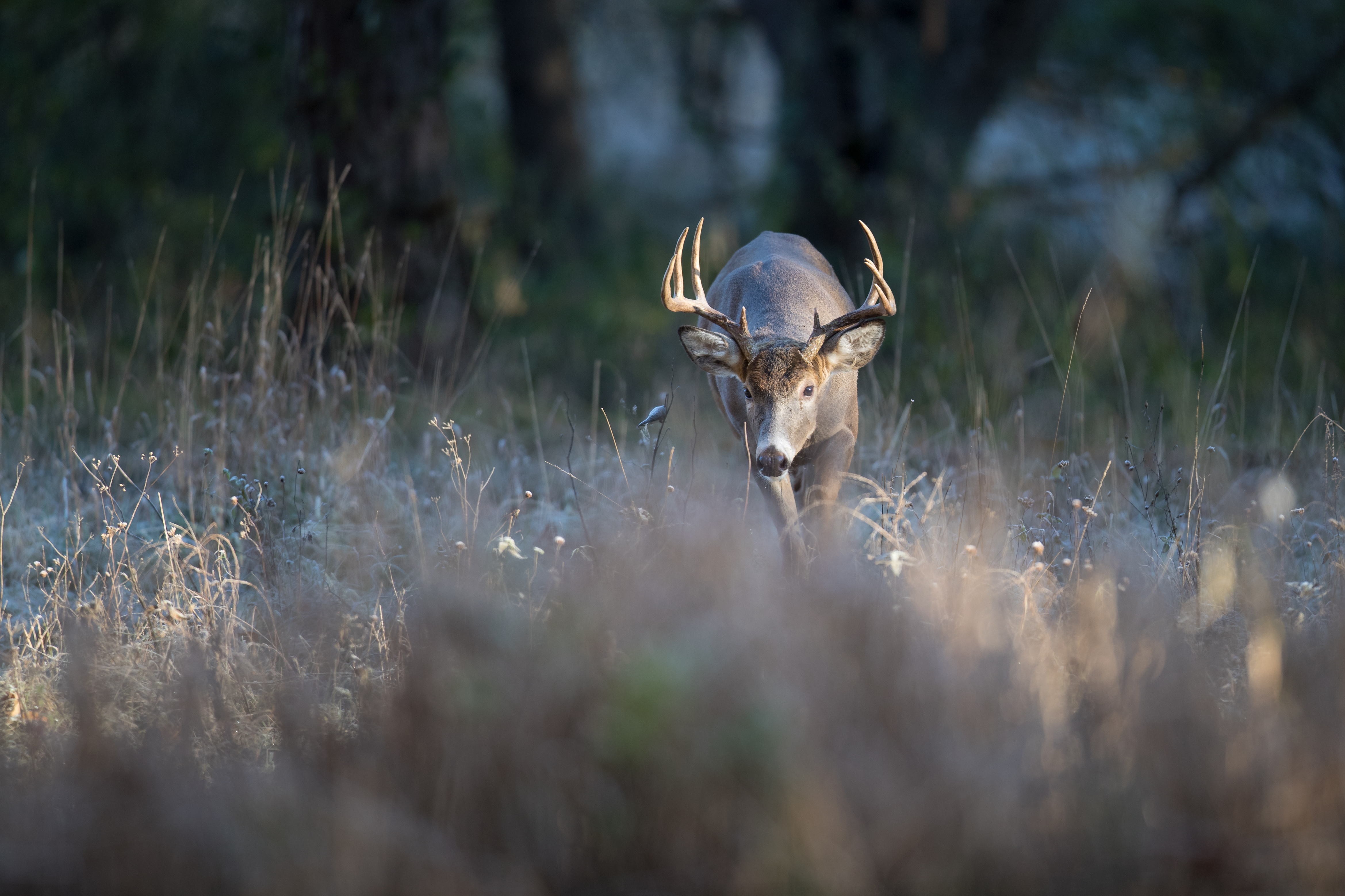 A buck with it's head down in a field, stay safe with a hunter education course. 