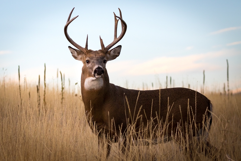 A whitetail buck in a field, avoid target fixation when hunting concept. 