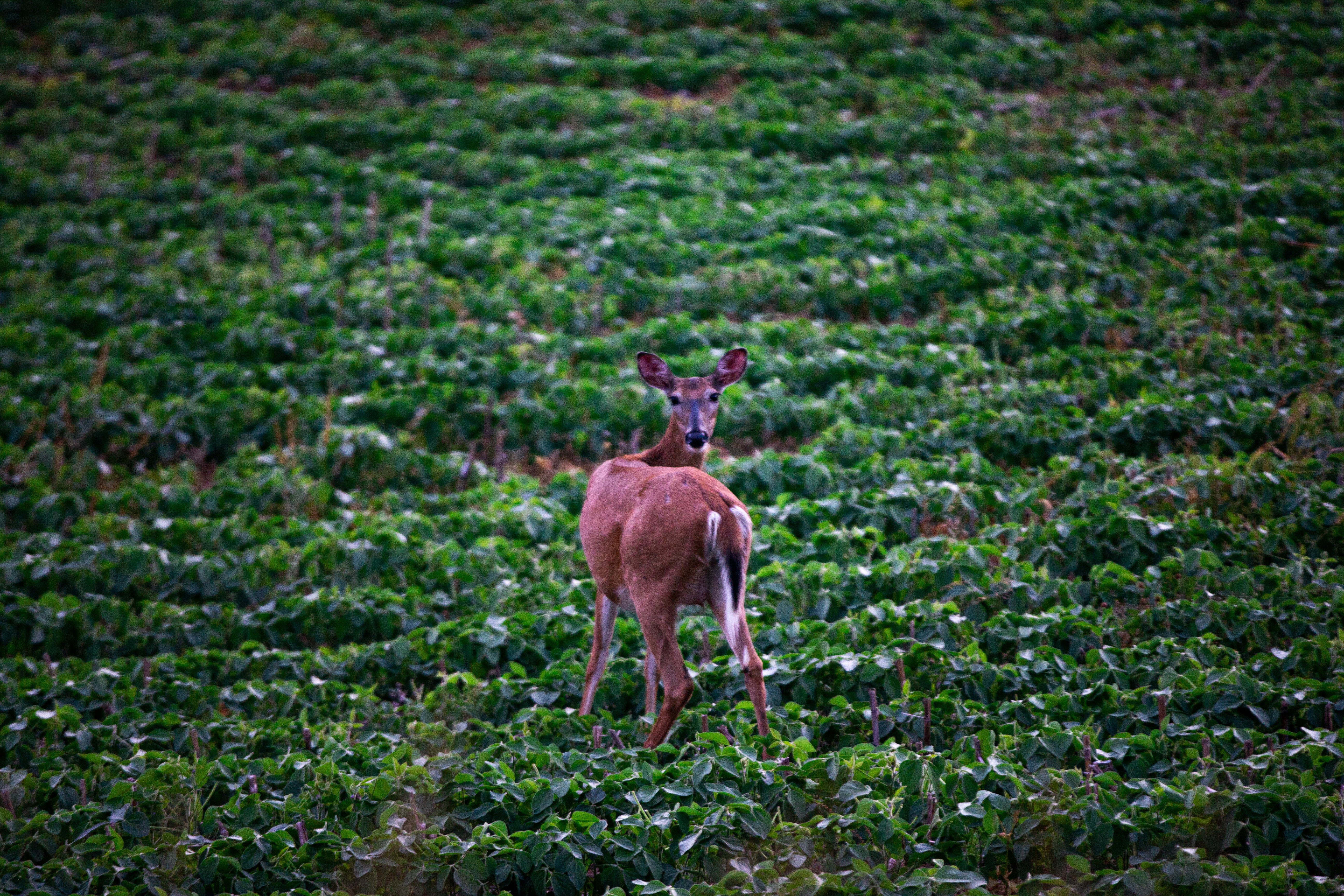 A deer in a green field, early season scent control concept. 