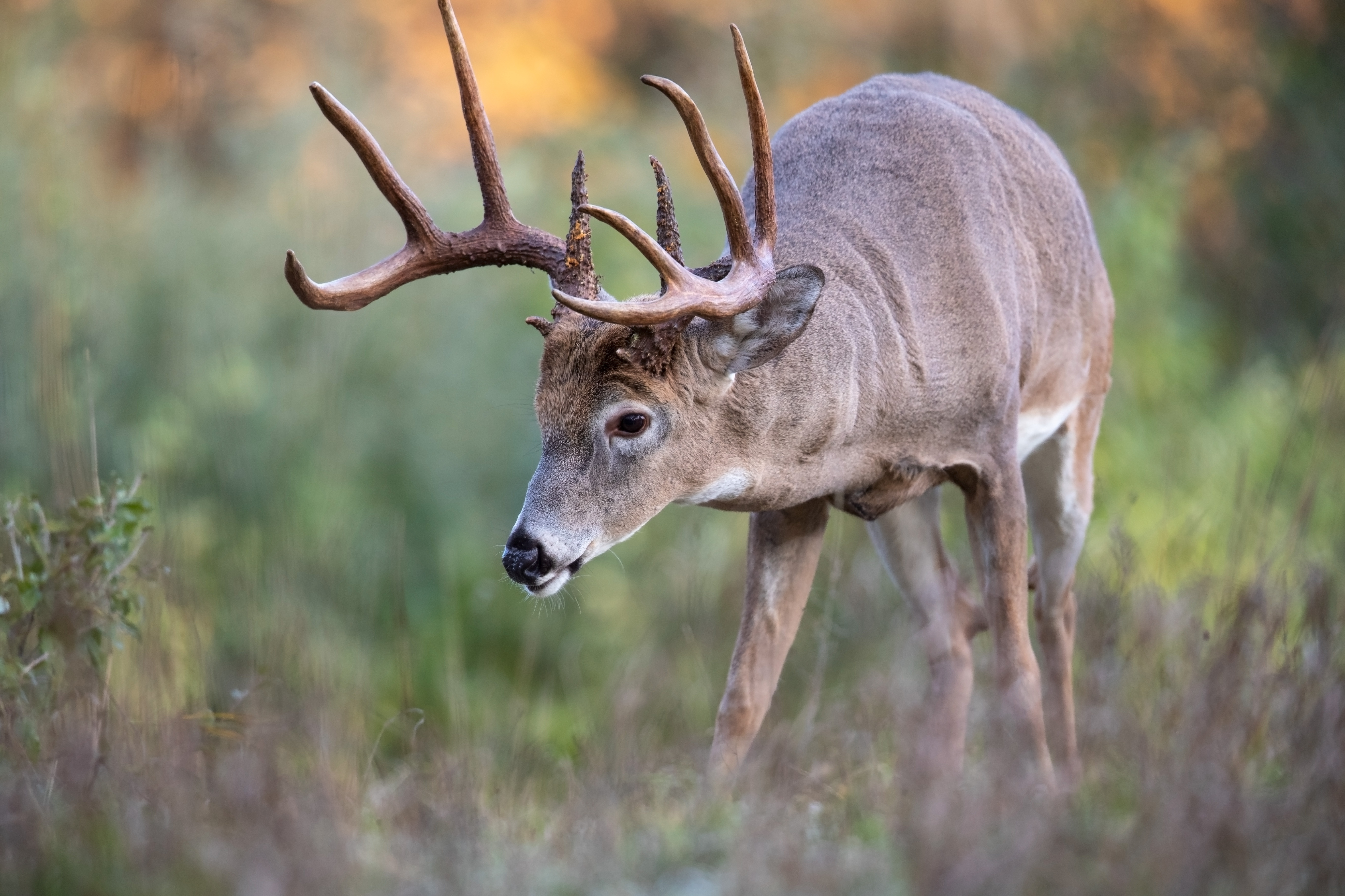 A deer in a field, scent control while hunting concept. 