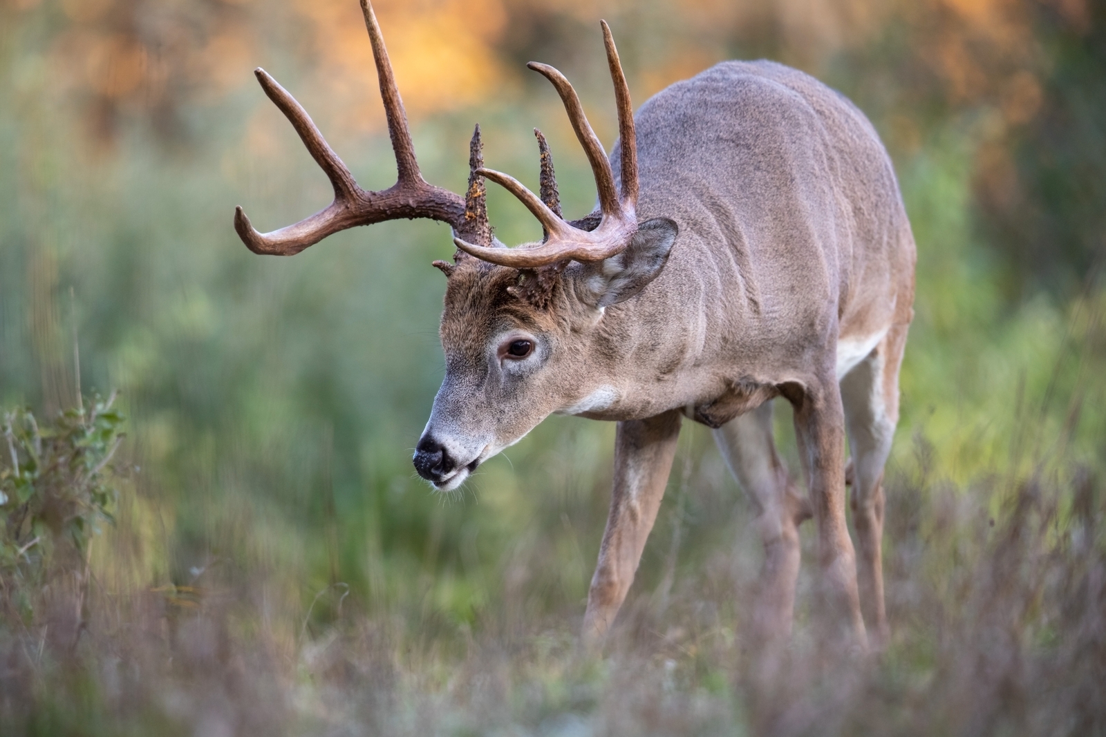 Insect Repellants vs. Scent Control for Hunting | Hunter-ed.com™