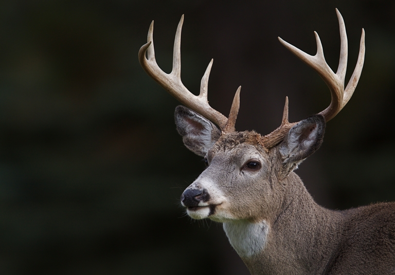 A whitetail buck close-up, hunting with AR platform rifles concept. 