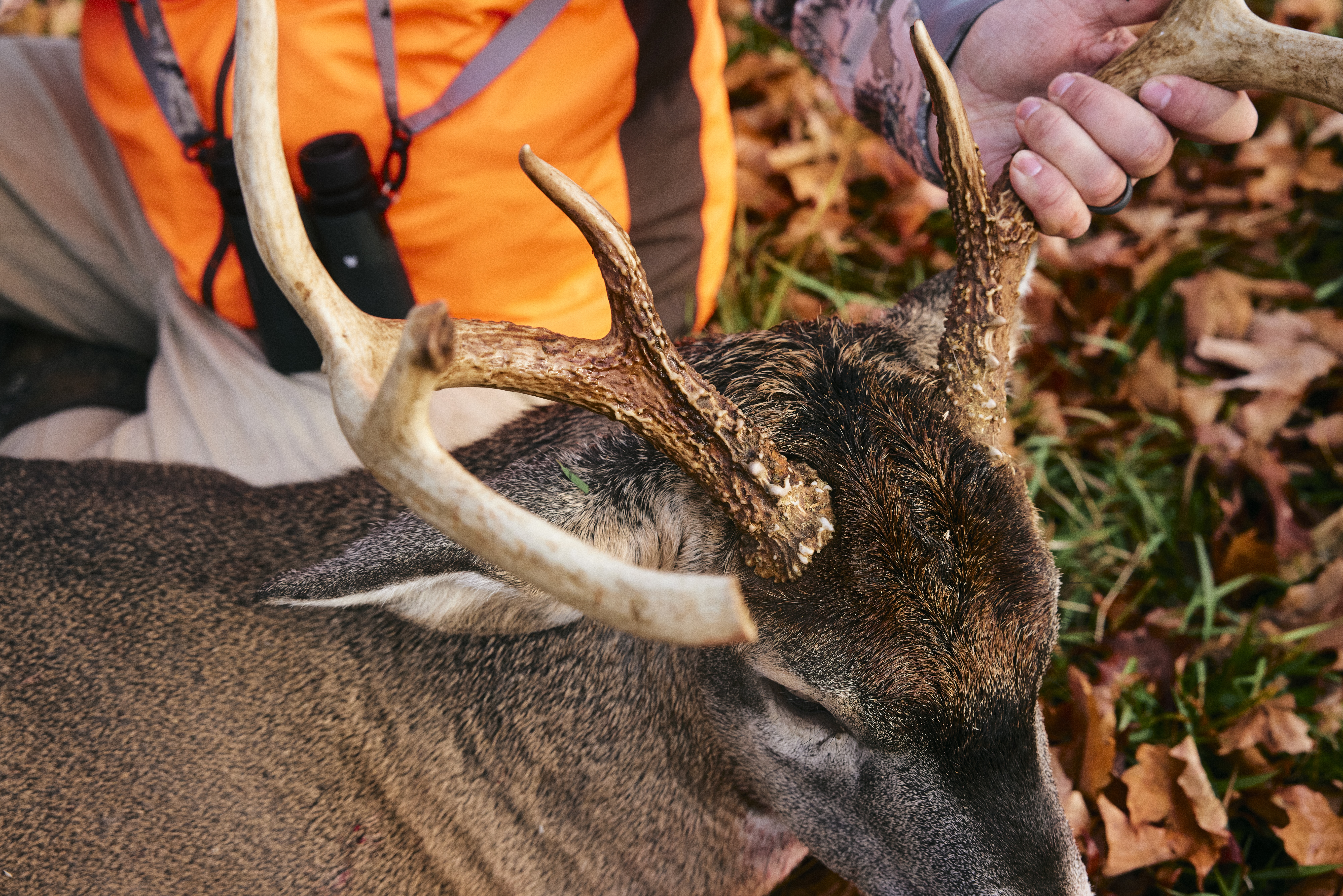 A hunter wearing blaze orange with a deer kill. 