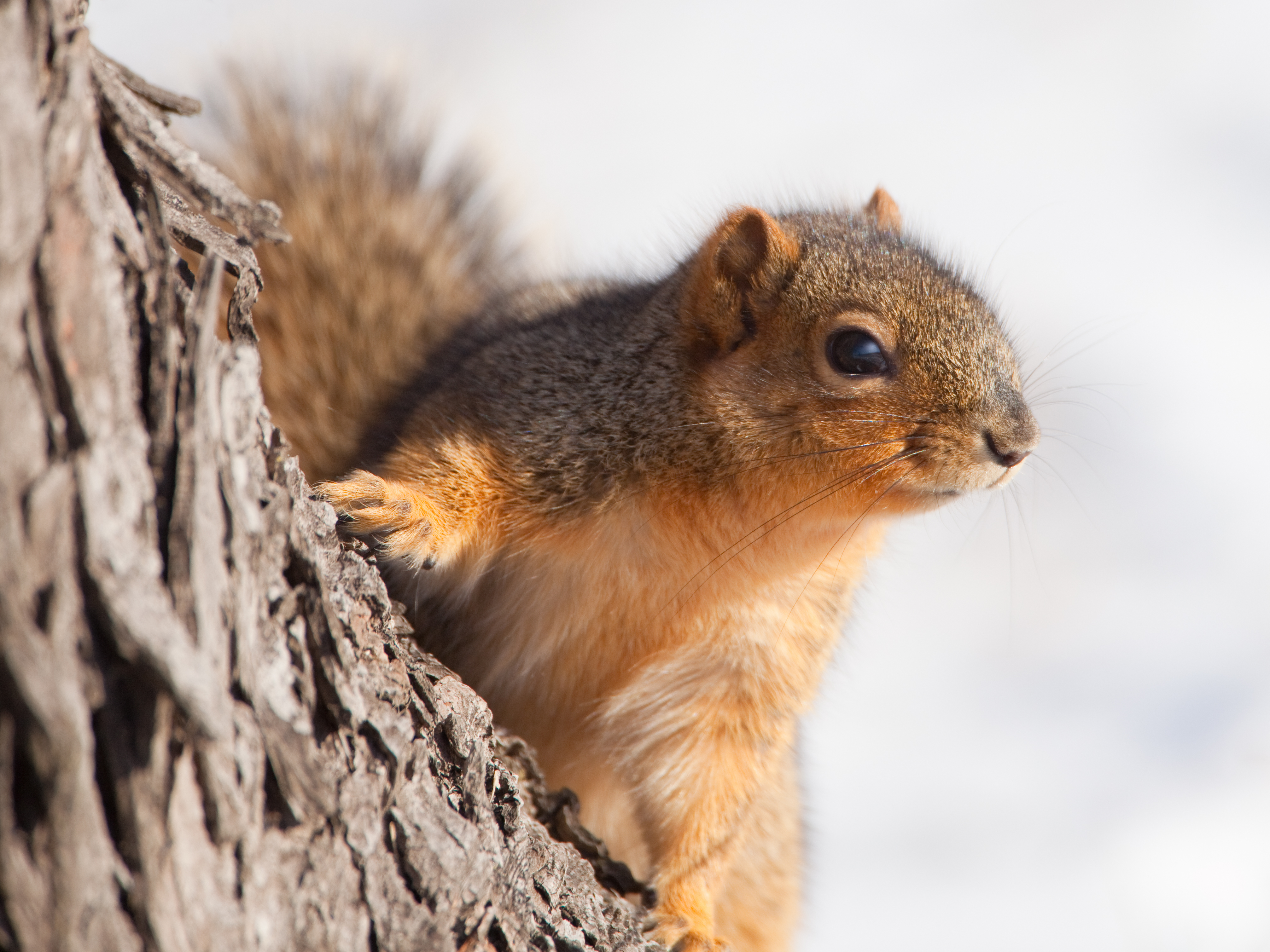 Close-up of a squirrel on a tree, hunting with kids concept. 
