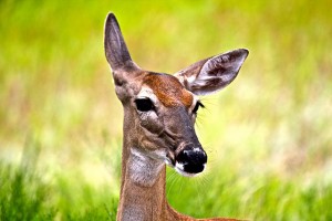 Deer Attacks Hunter
