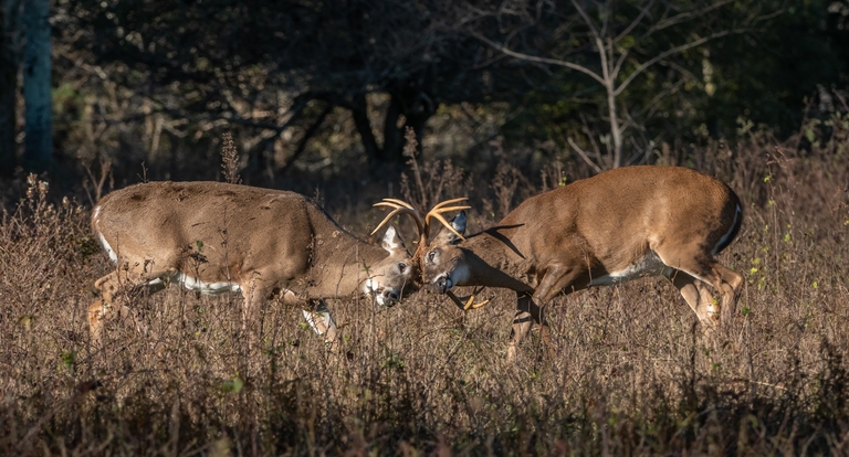 Two whitetail bucks fight, deer attacks hunter concept. 