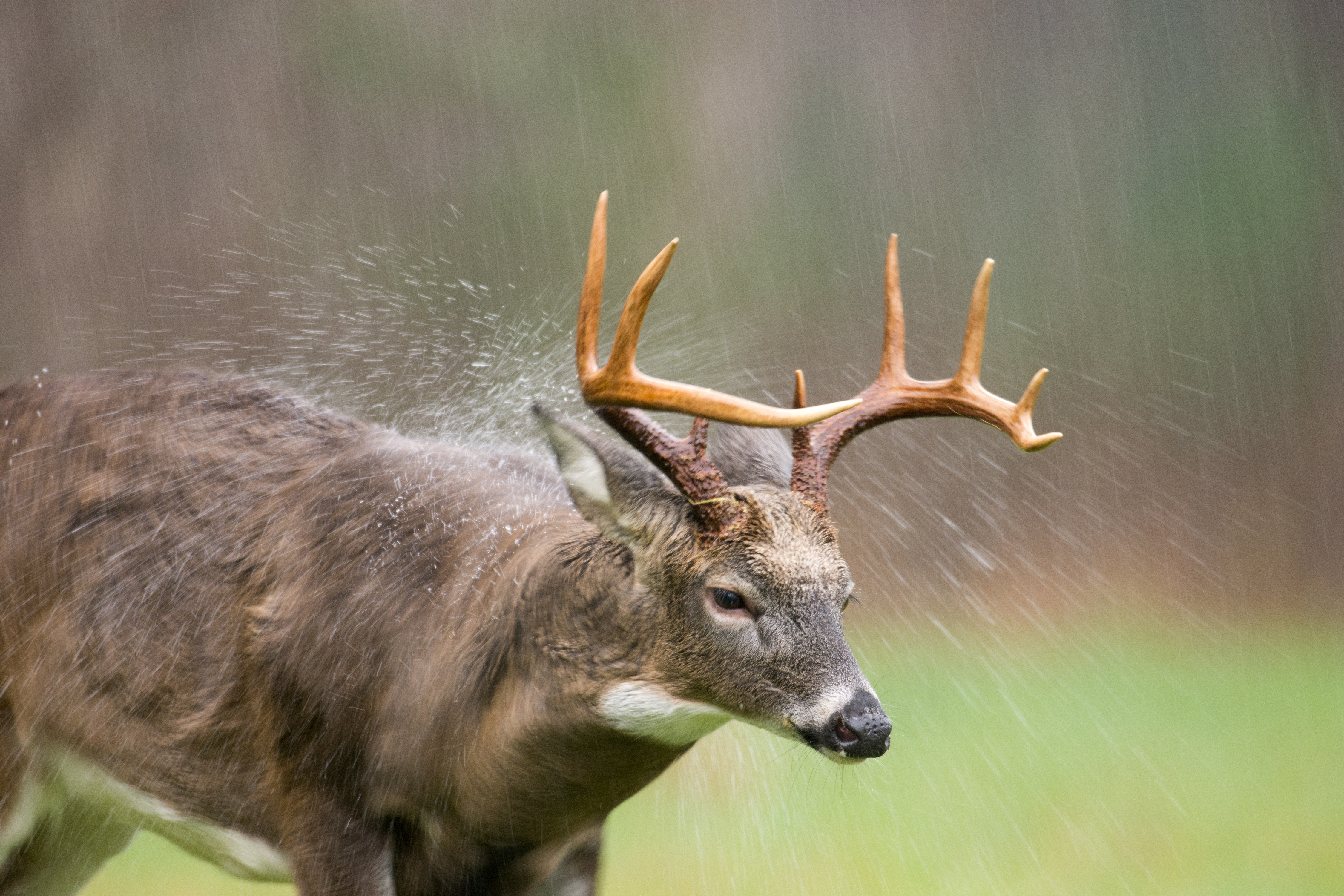 A buck shakes in the rain, deer attacks hunter concept. 