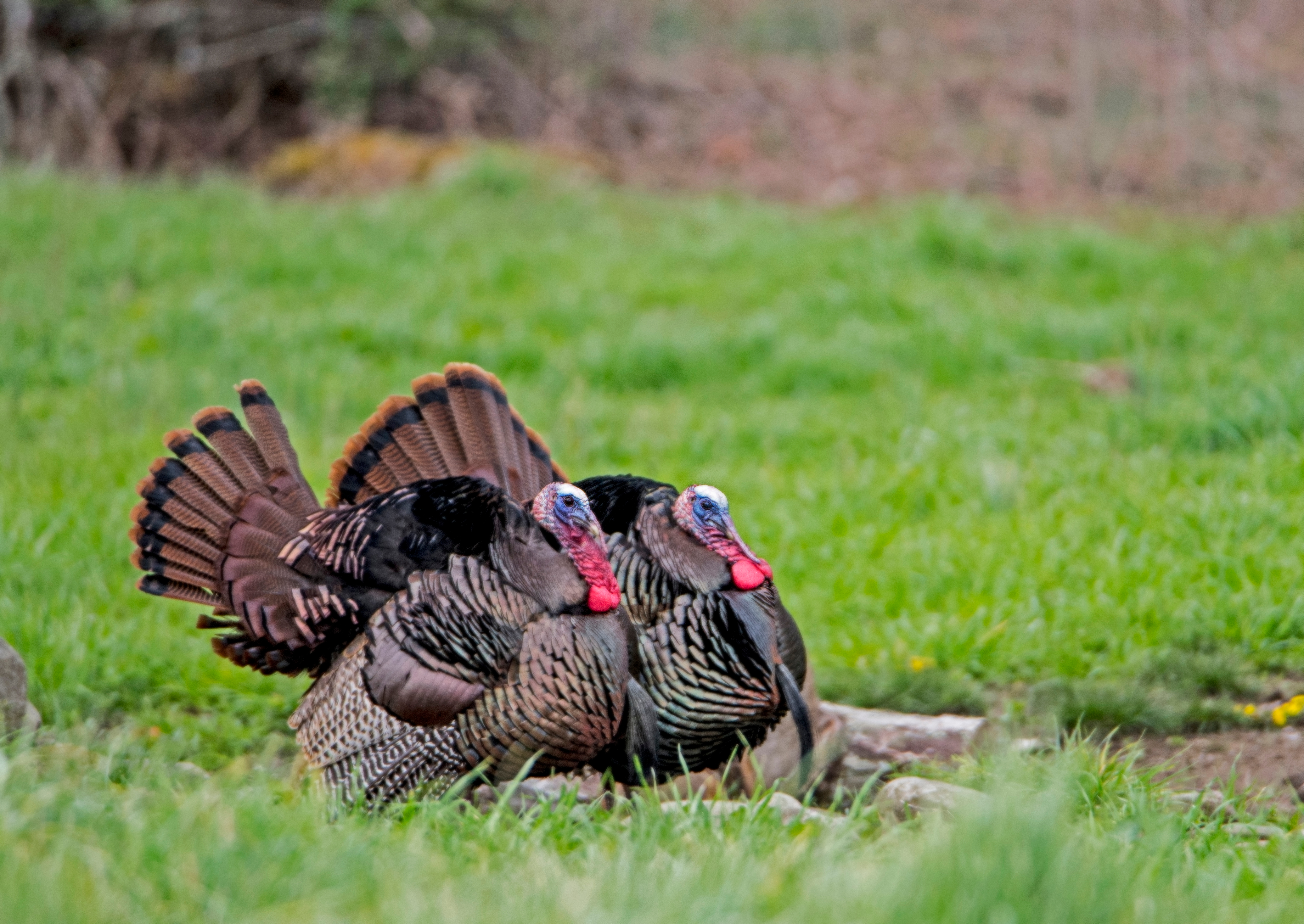 Two turkeys in a field, how to hunt safely with someone you love concept. 
