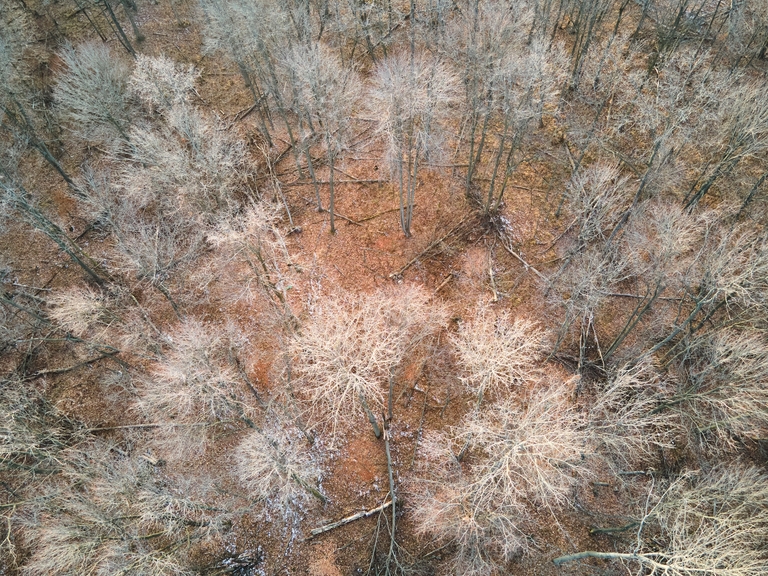 Overhead look at trees, hunt from tree stands concept. 