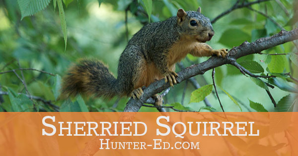 sherried-squirrel-recipe