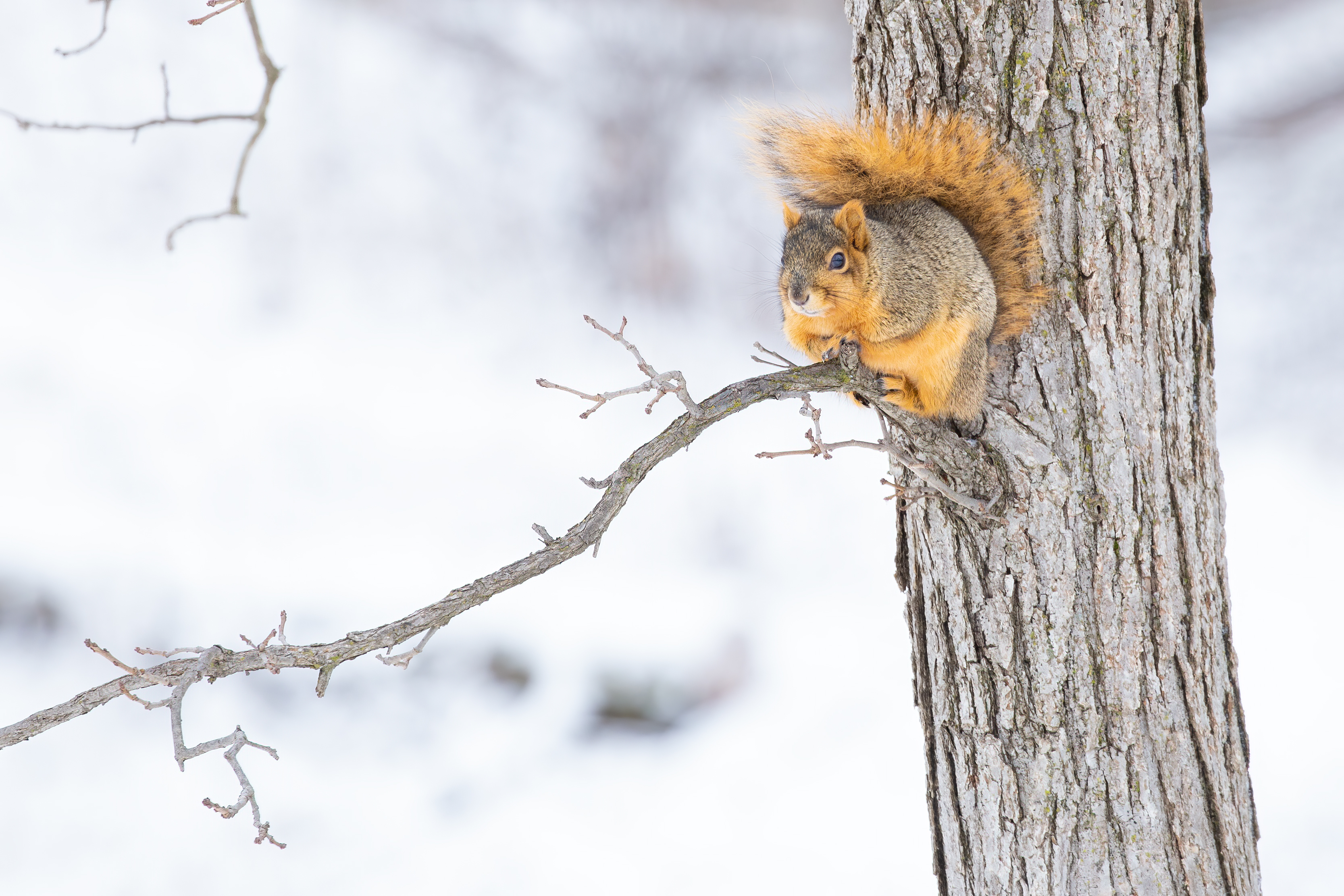 A squirrel sits on a tree limb, wild game recipes concept. 