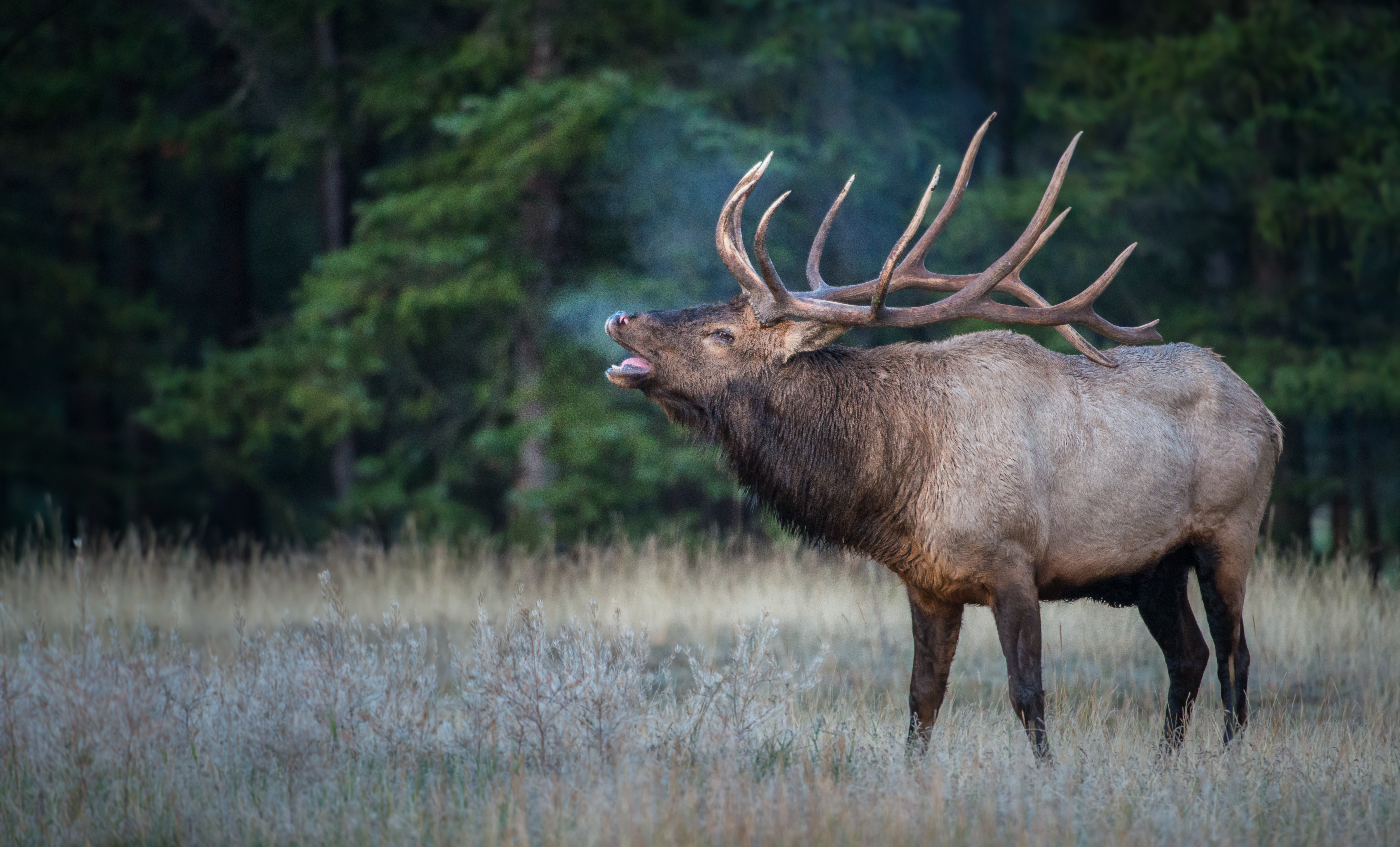 A bulk elk bugling, what are the hunting seasons concept. 