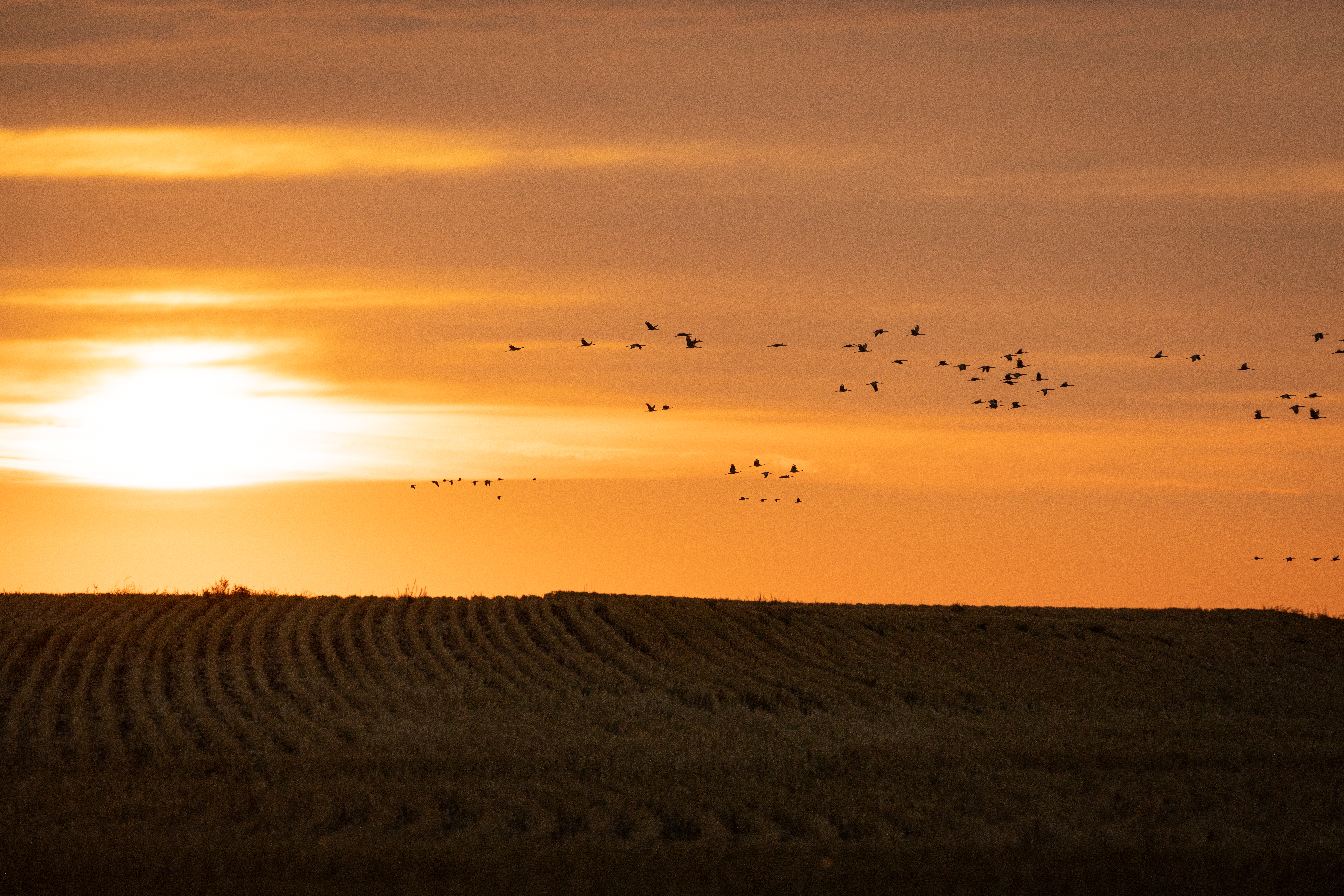 A wide shot of waterfowl flying against the sunset, hunting geese for wild game recipes. 