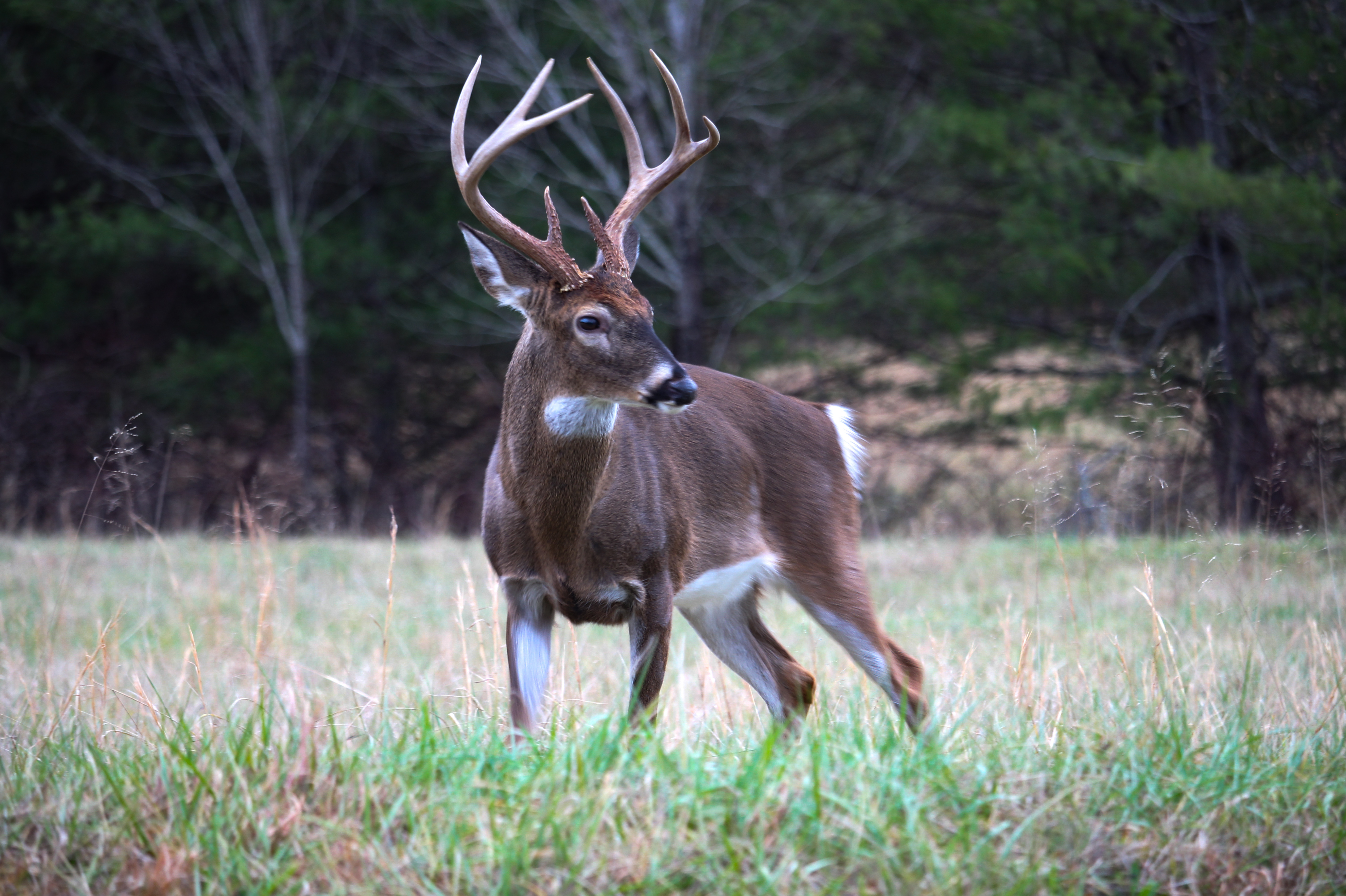 A whitetail deer in the field, hunter safety during the hunt concept. 