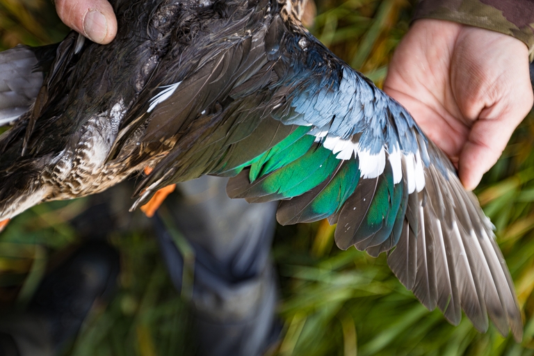 Close-up of a hunter holding a teal wing, wild game recipes concept. 