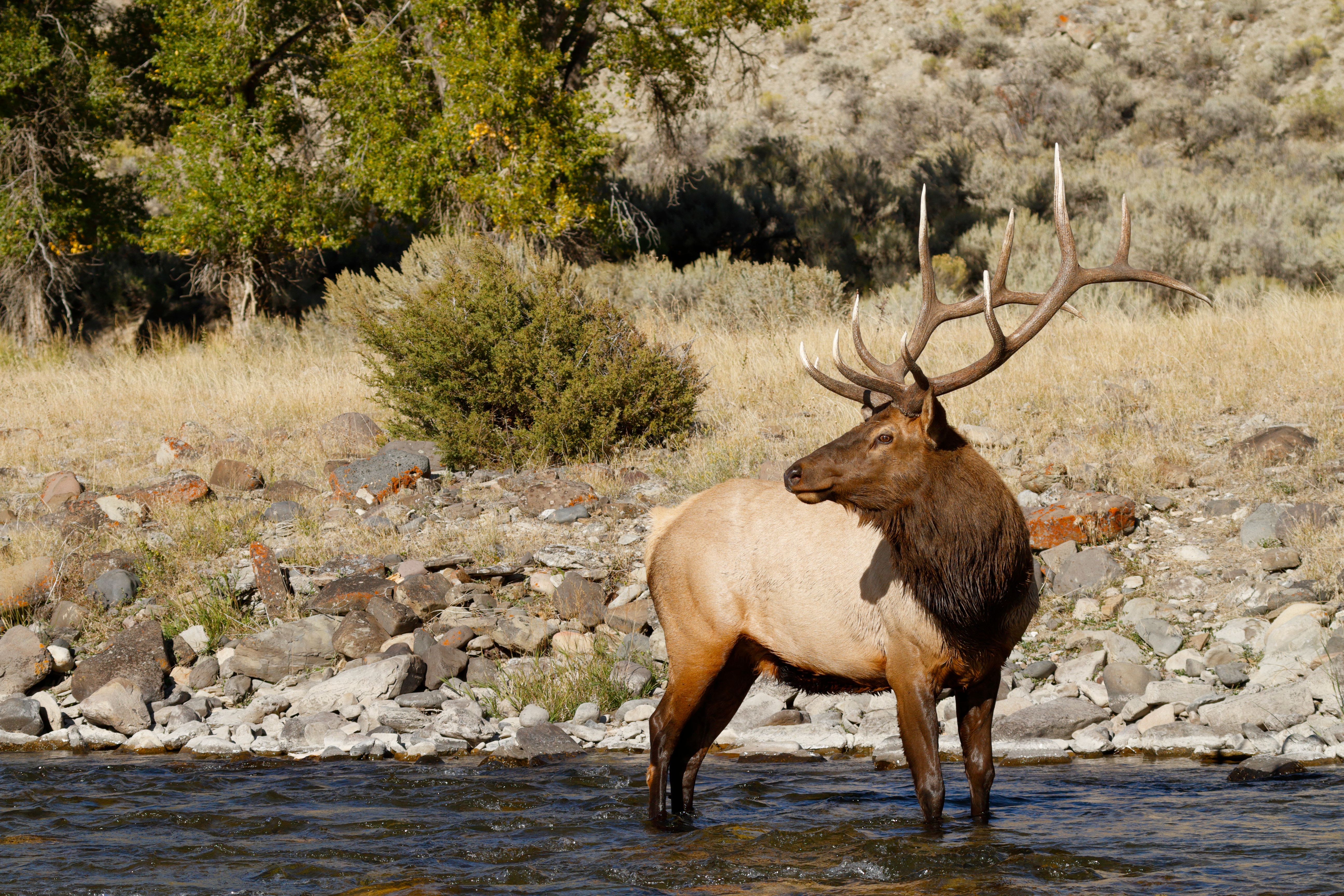 An elk stands in a river, hunter safety concept. 