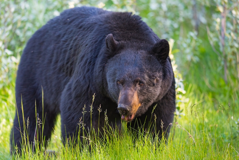 Close-up of a bear in a field, hunter safety concept. 