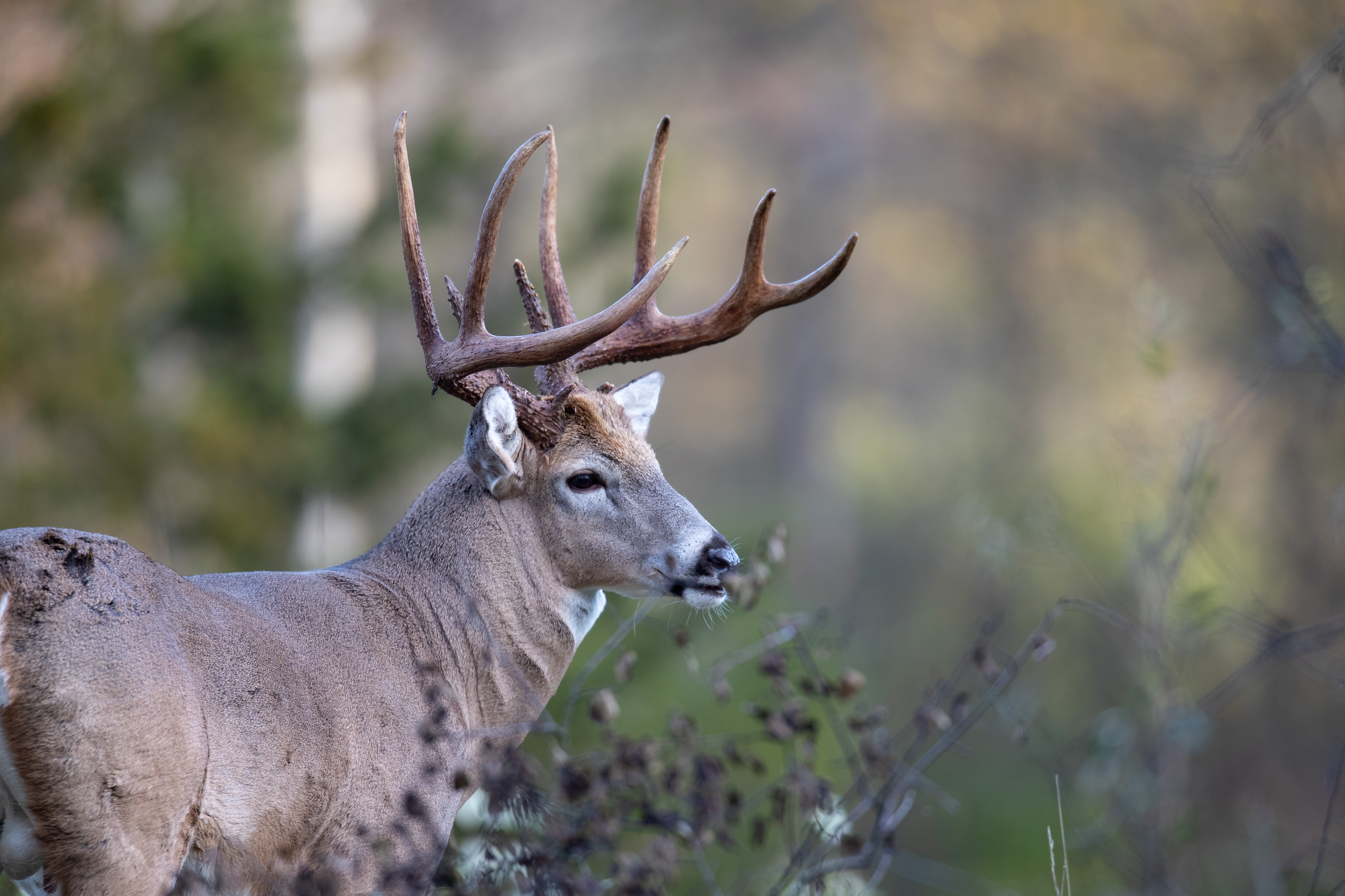 A buck in a field, why you need hunter education before hunting season concept. 