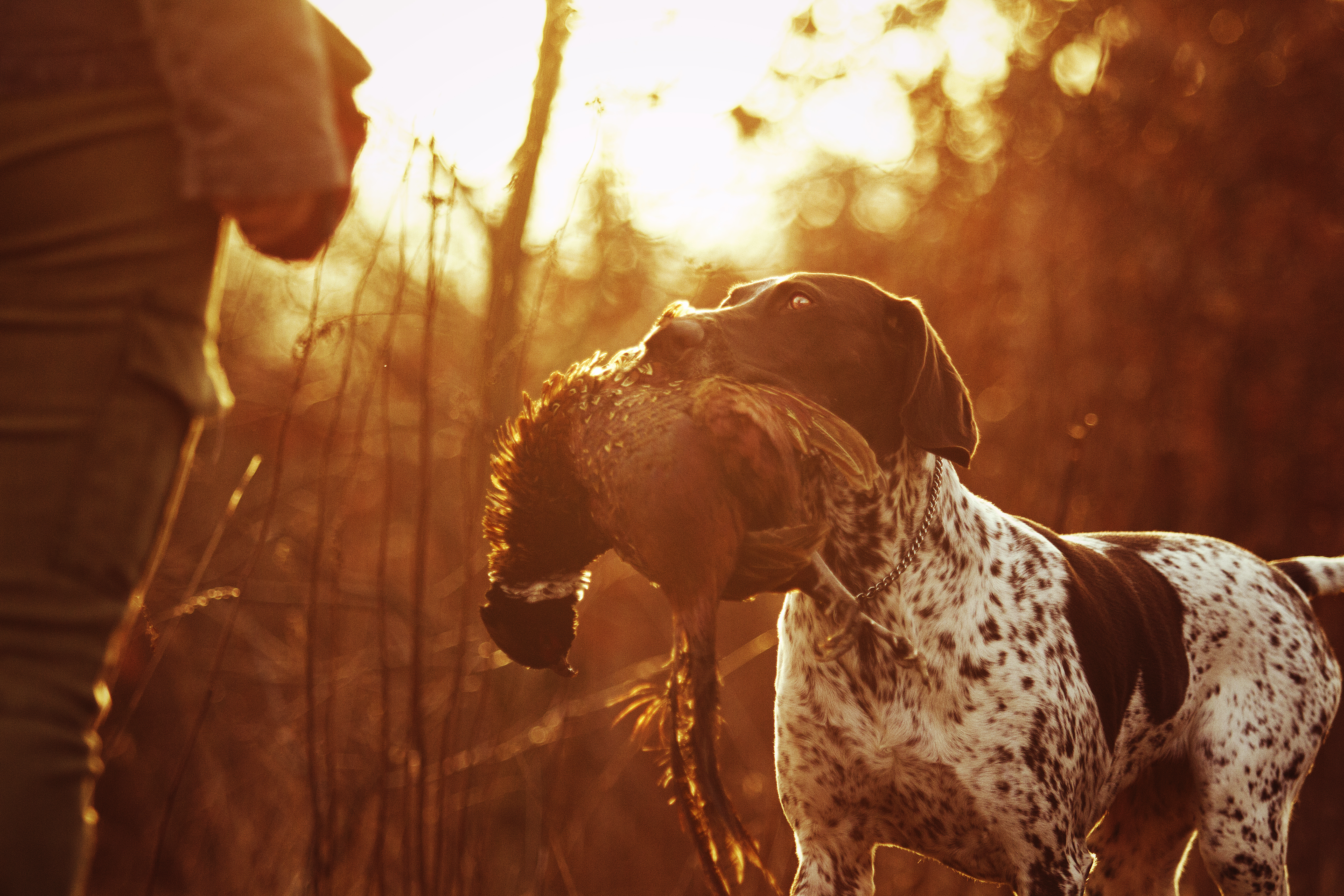 Close-up of a dog with a bird in its mouth, wild game recipes pheasant concept. 