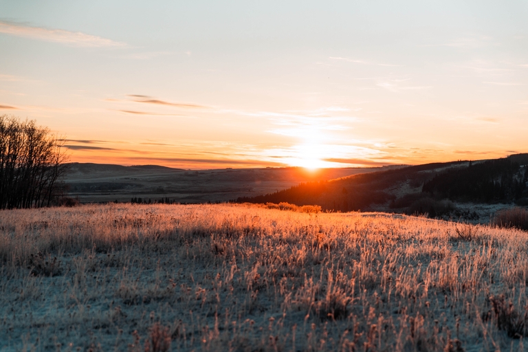 Sunrise and an open field, pheasant wild game recipes concept. 