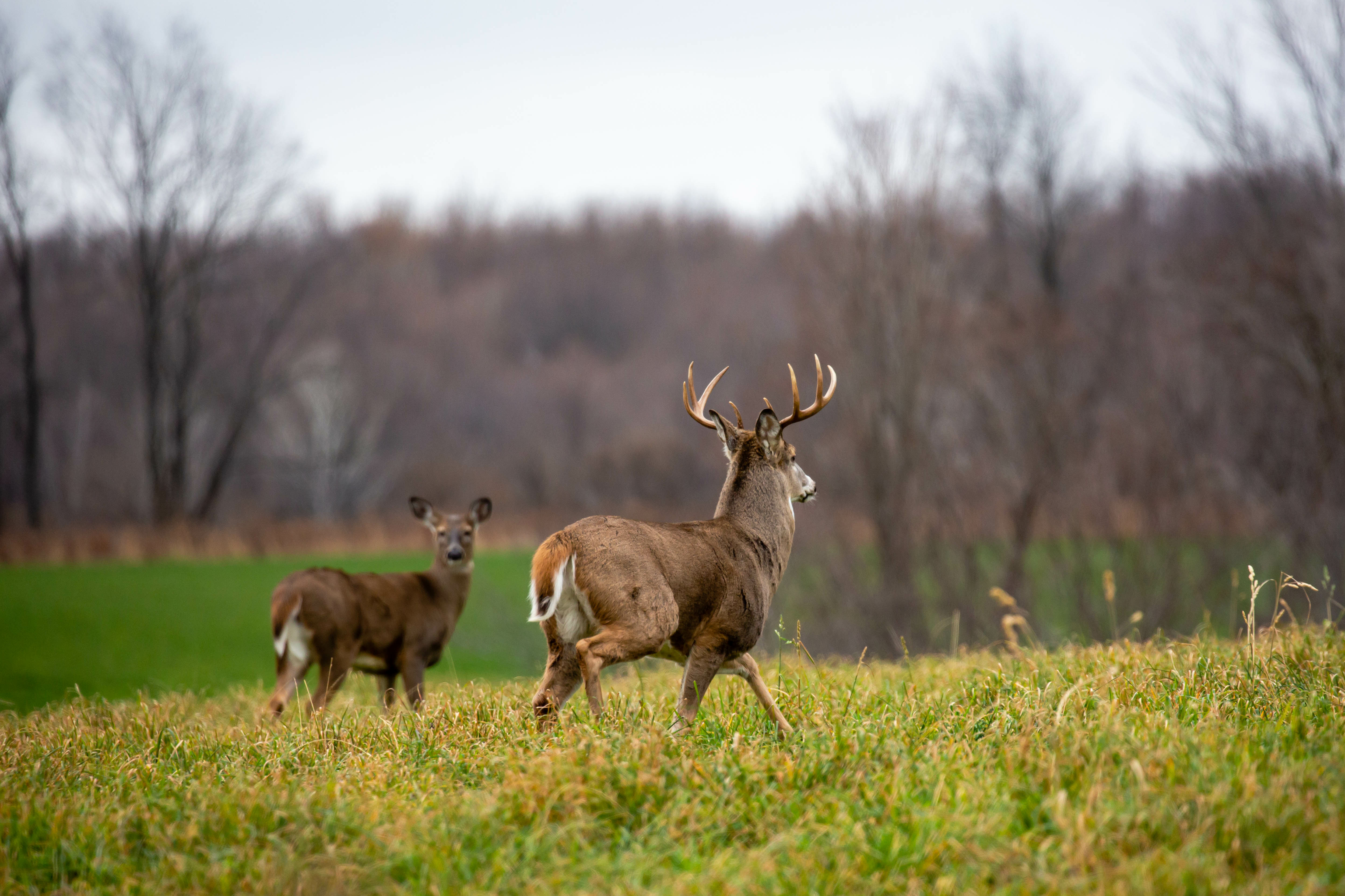 Two deer walking in a field, where do I got to get a hunting license concept.