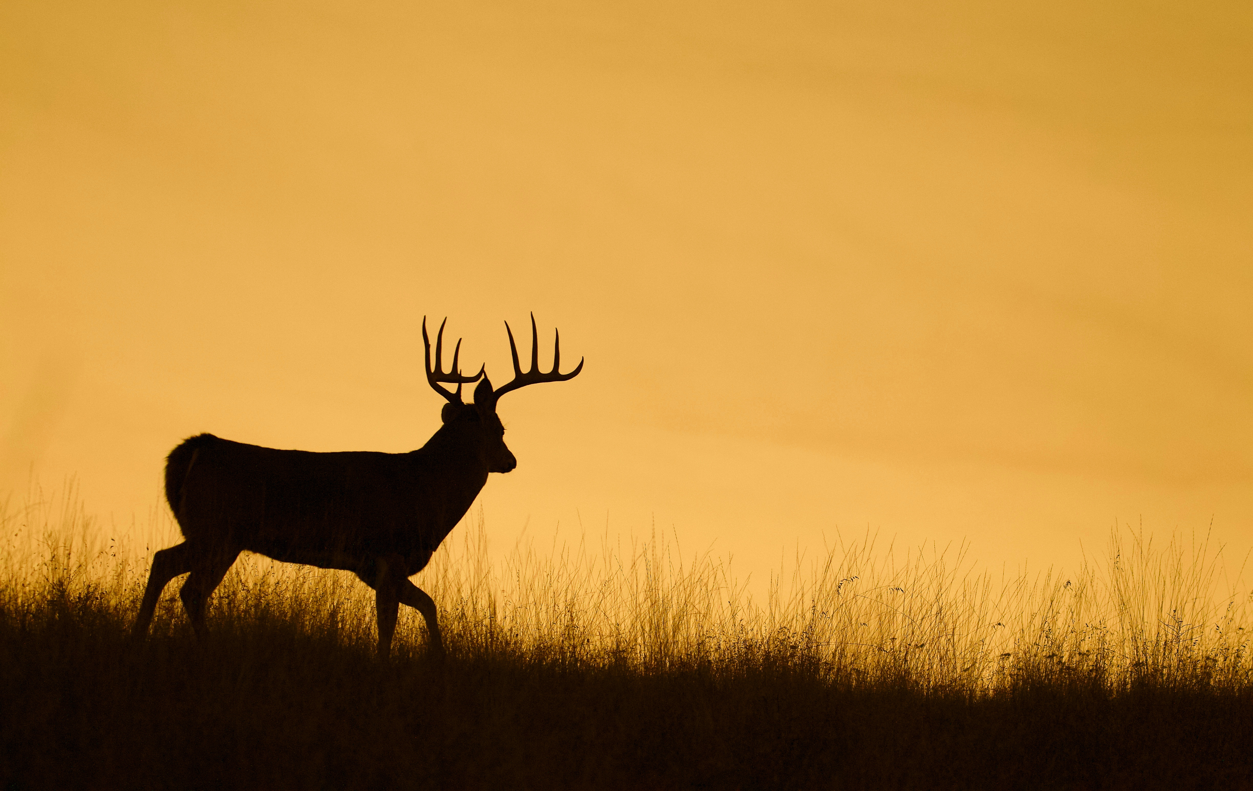 A silhouette of a buck in the distance, hunting for wild game recipes concept. 