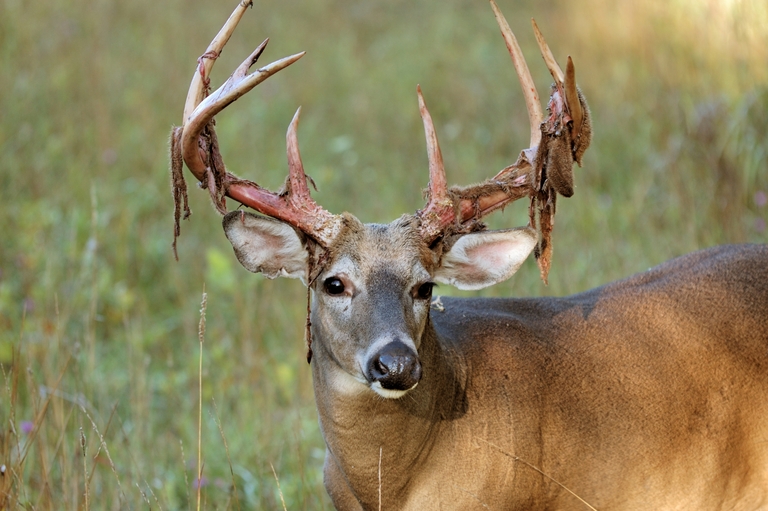 A whitetail buck with velvet on antlers, hunting and fishing in Texas concept. 